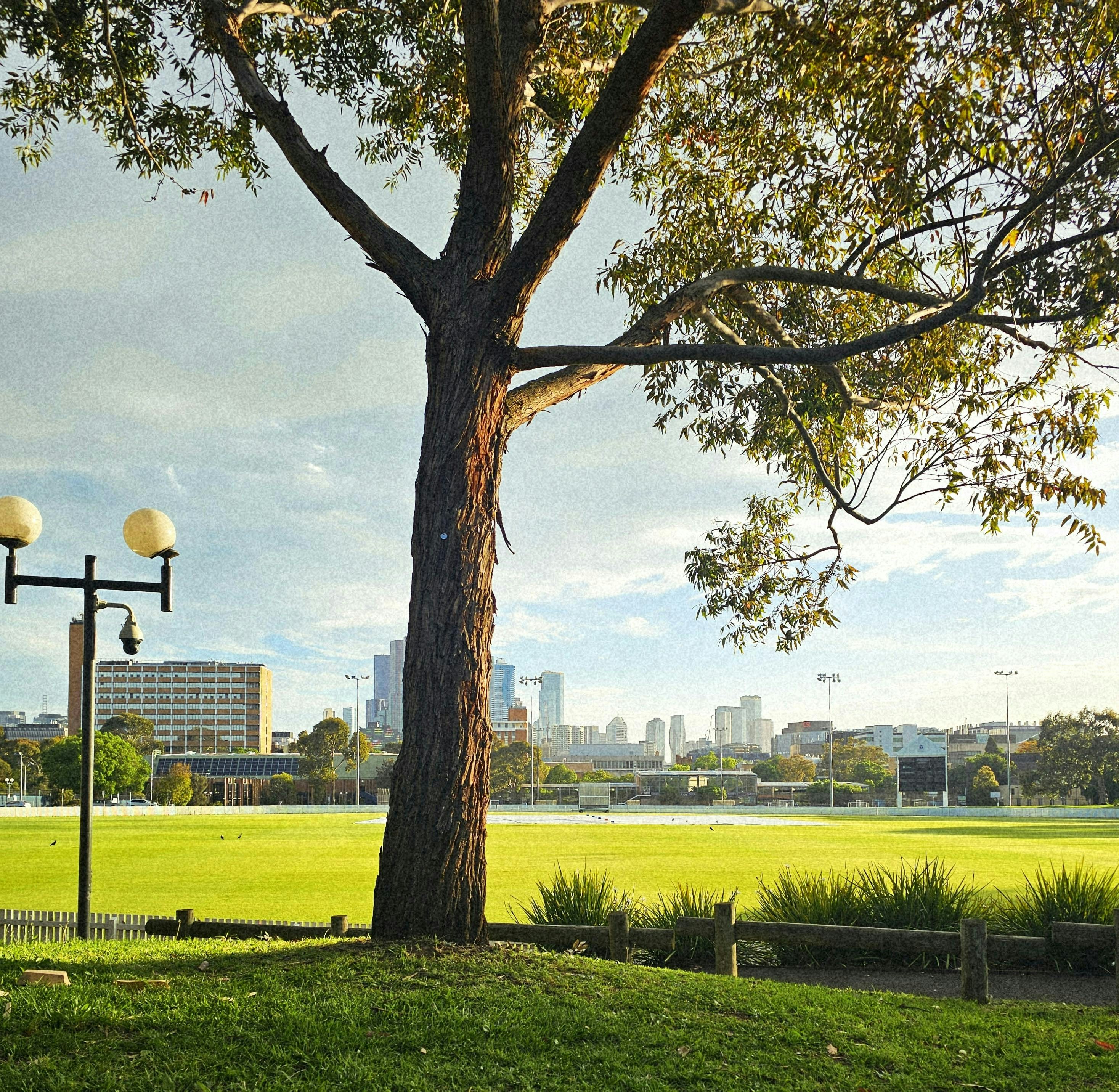Large tree in park with city skyline background
