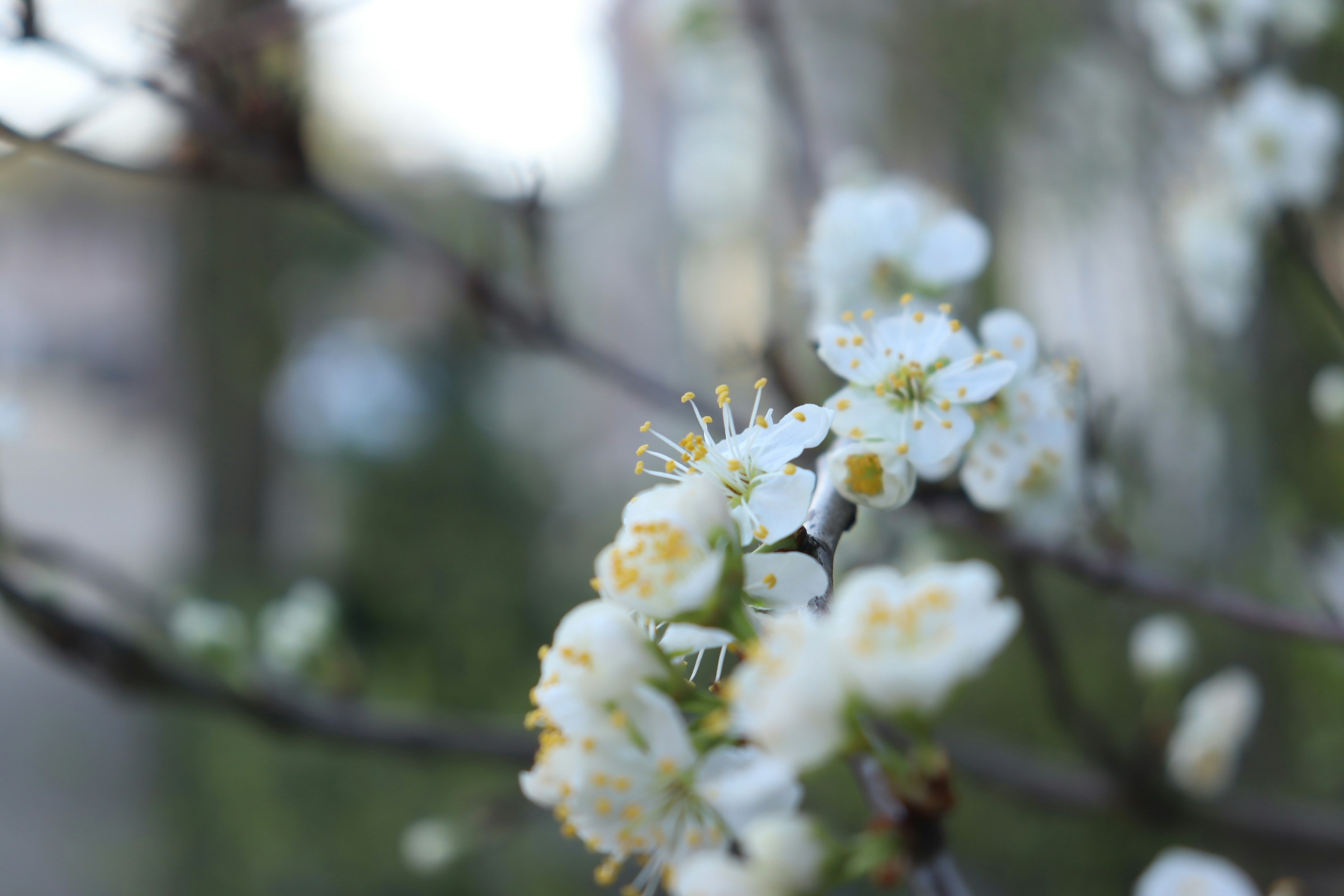 Photo by moonlightendearer