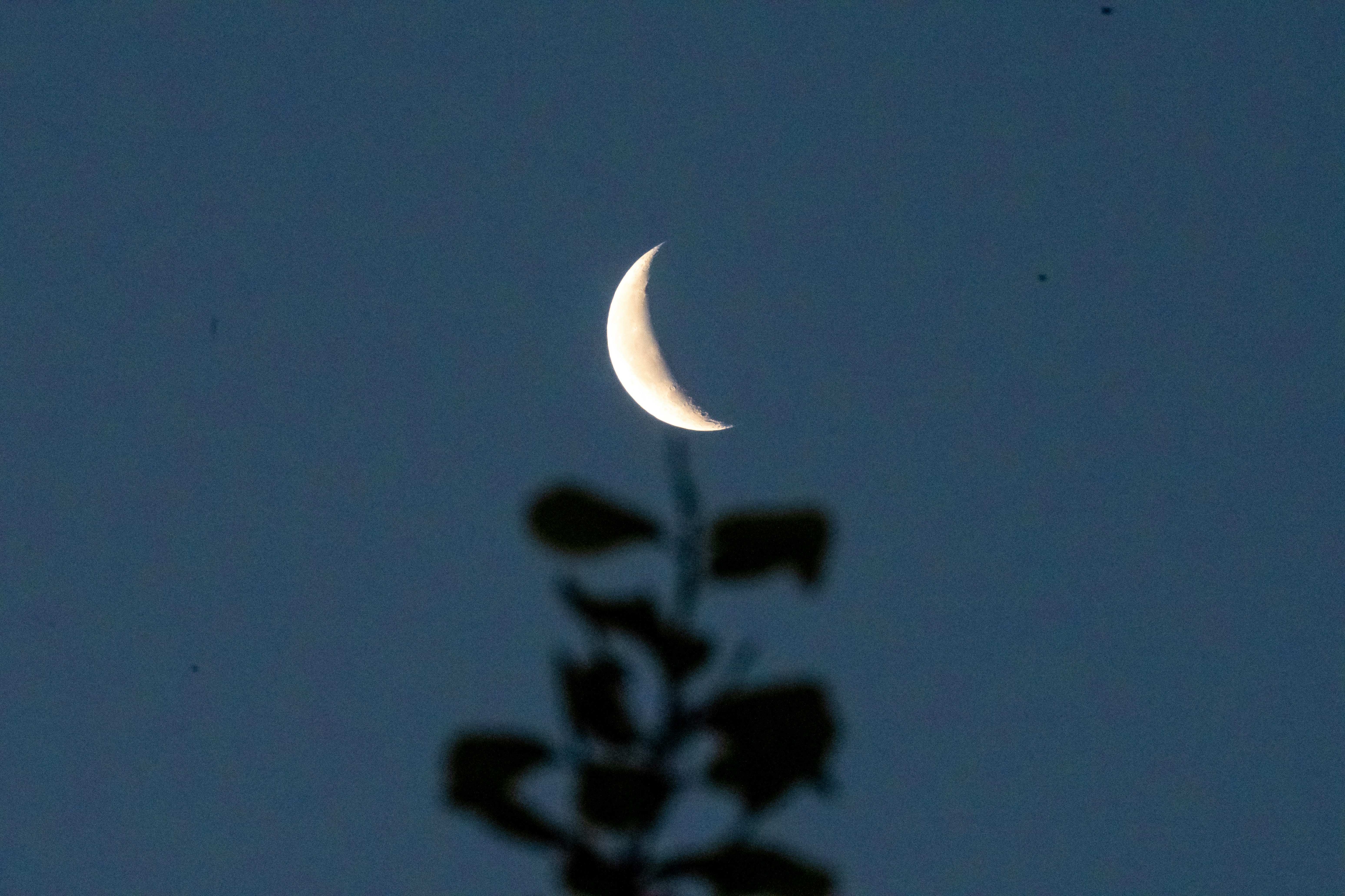 Crescent moon glows above silhouetted plant against night sky (Photo by Chandrabhan Patel on Unsplash)