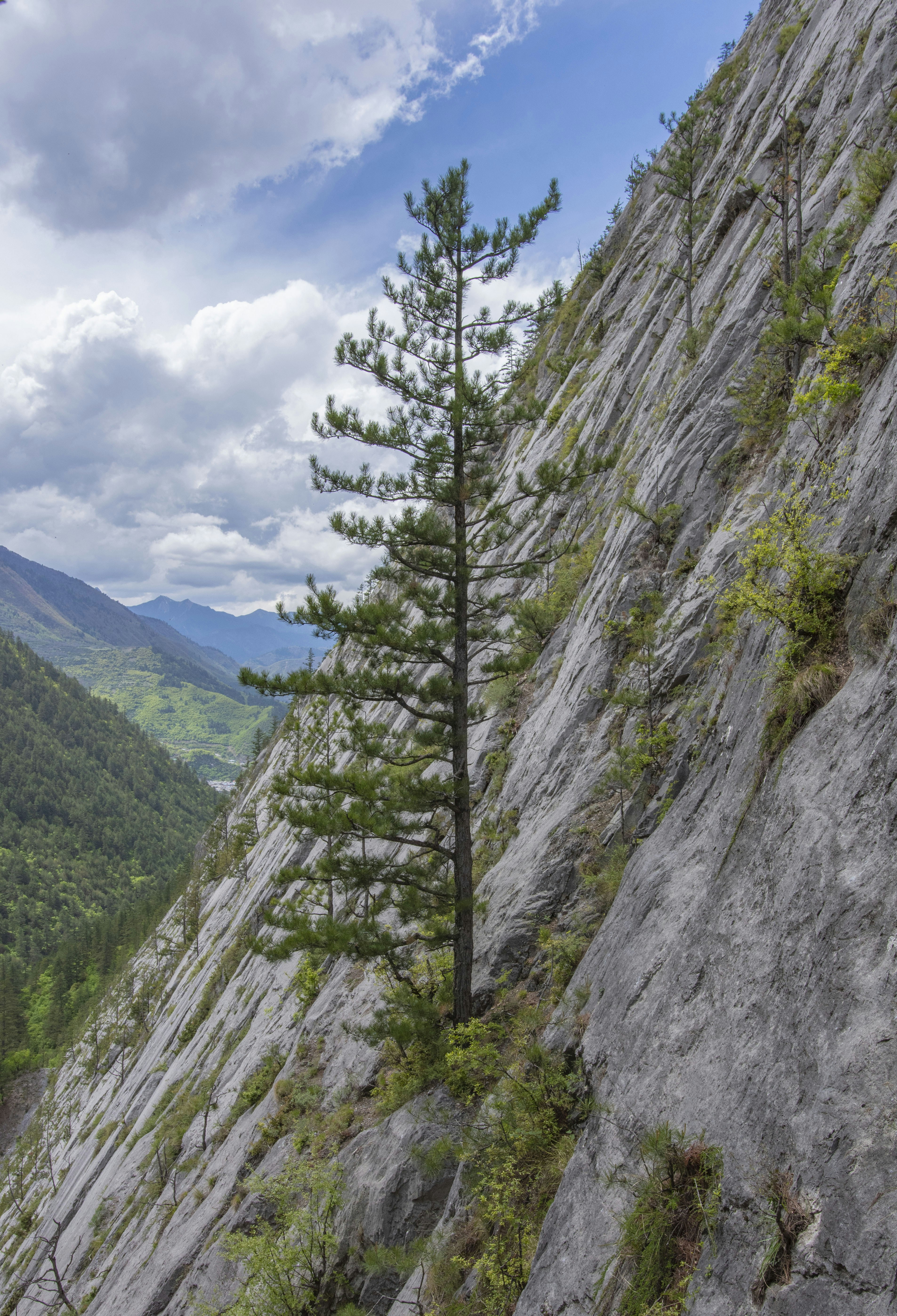 Um pinheiro solitário cresce em uma encosta íngreme e rochosa da montanha.