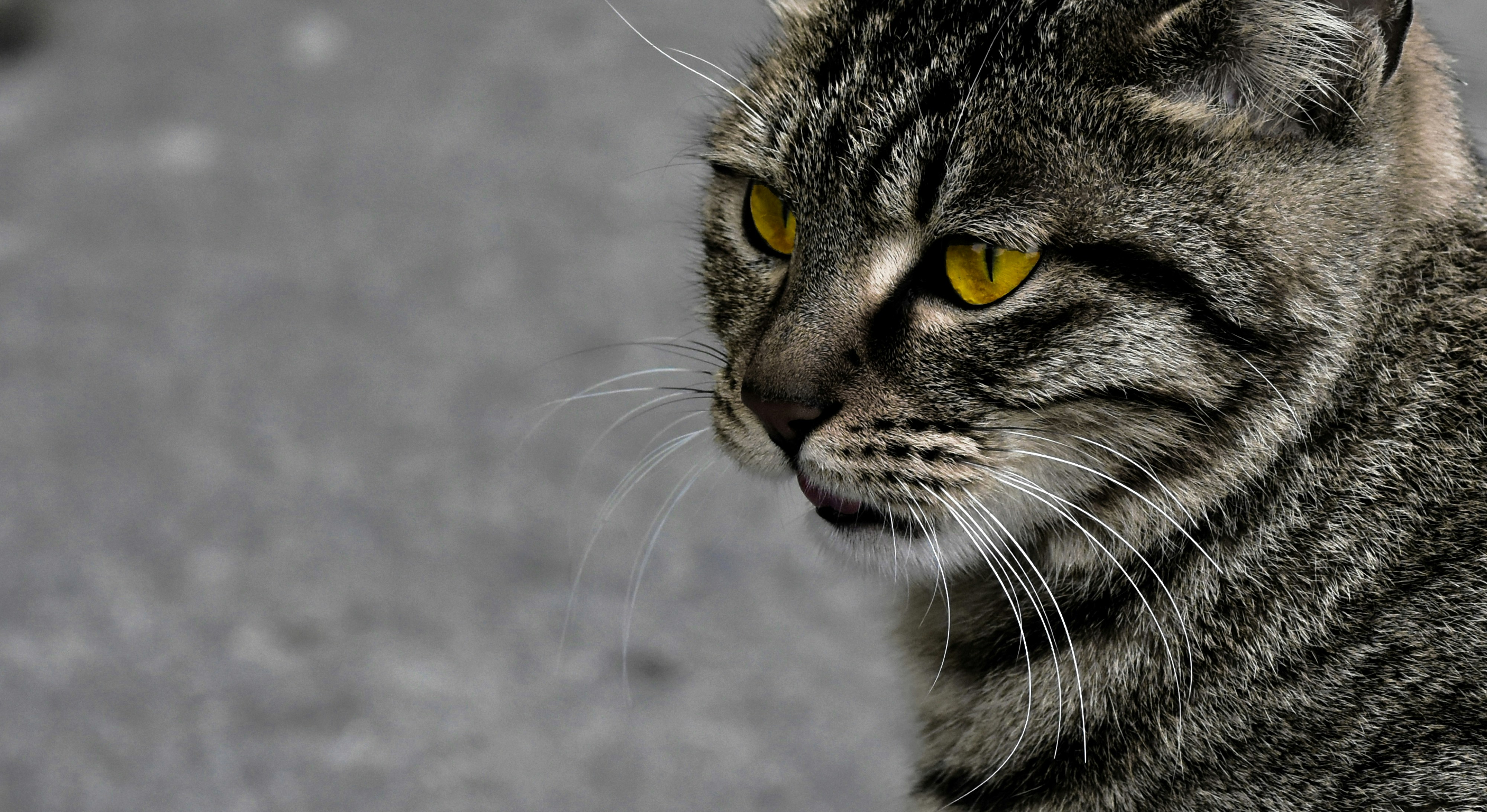 Close-up of a tabby cat with bright yellow eyes.