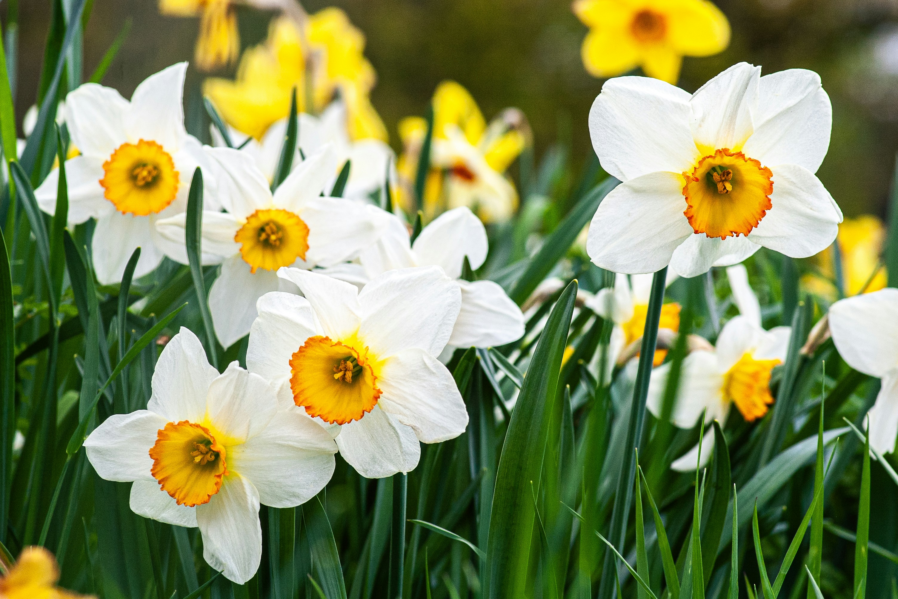 A cluster of white daffodils with yellow centers