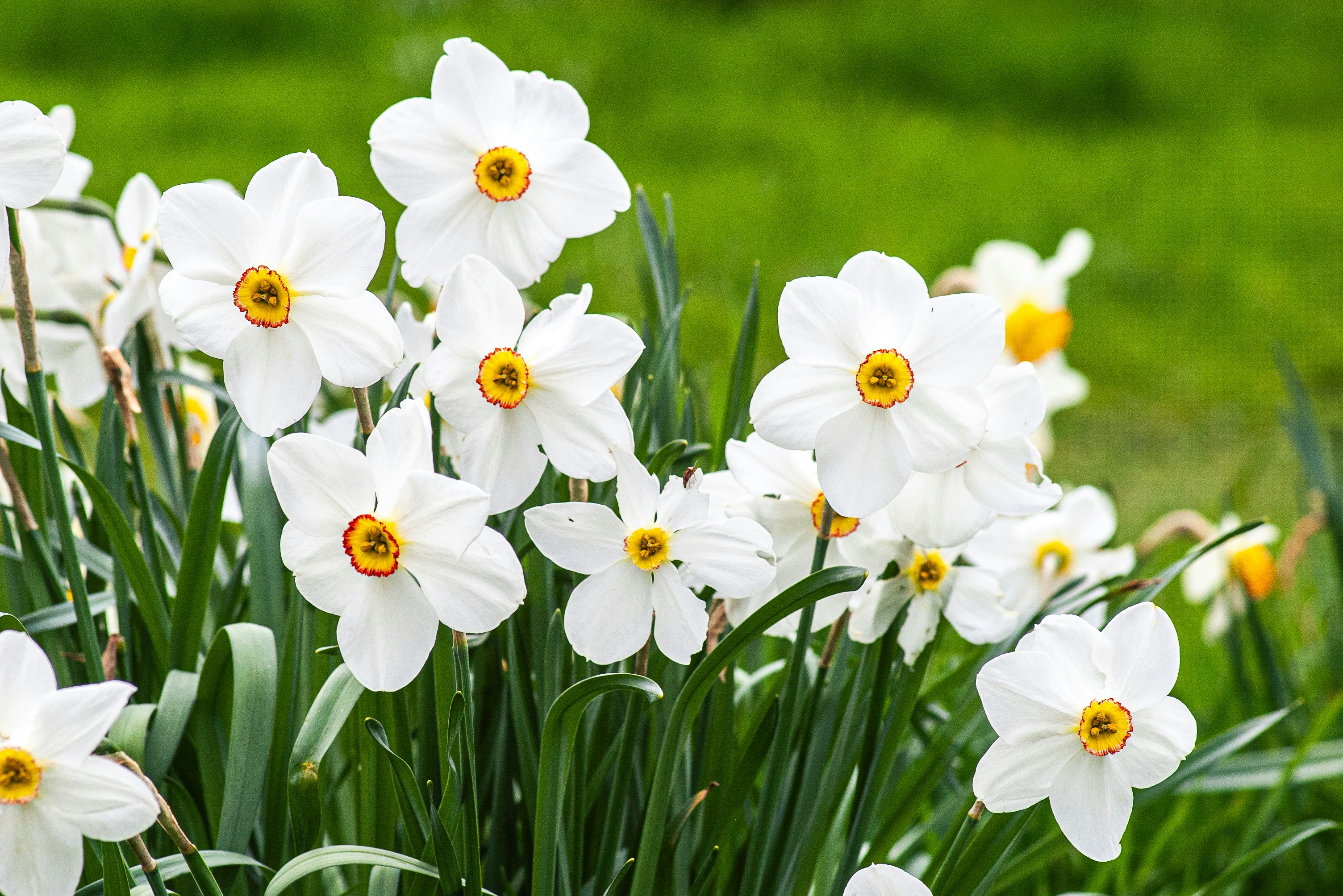 A cluster of white daffodils with green leaves