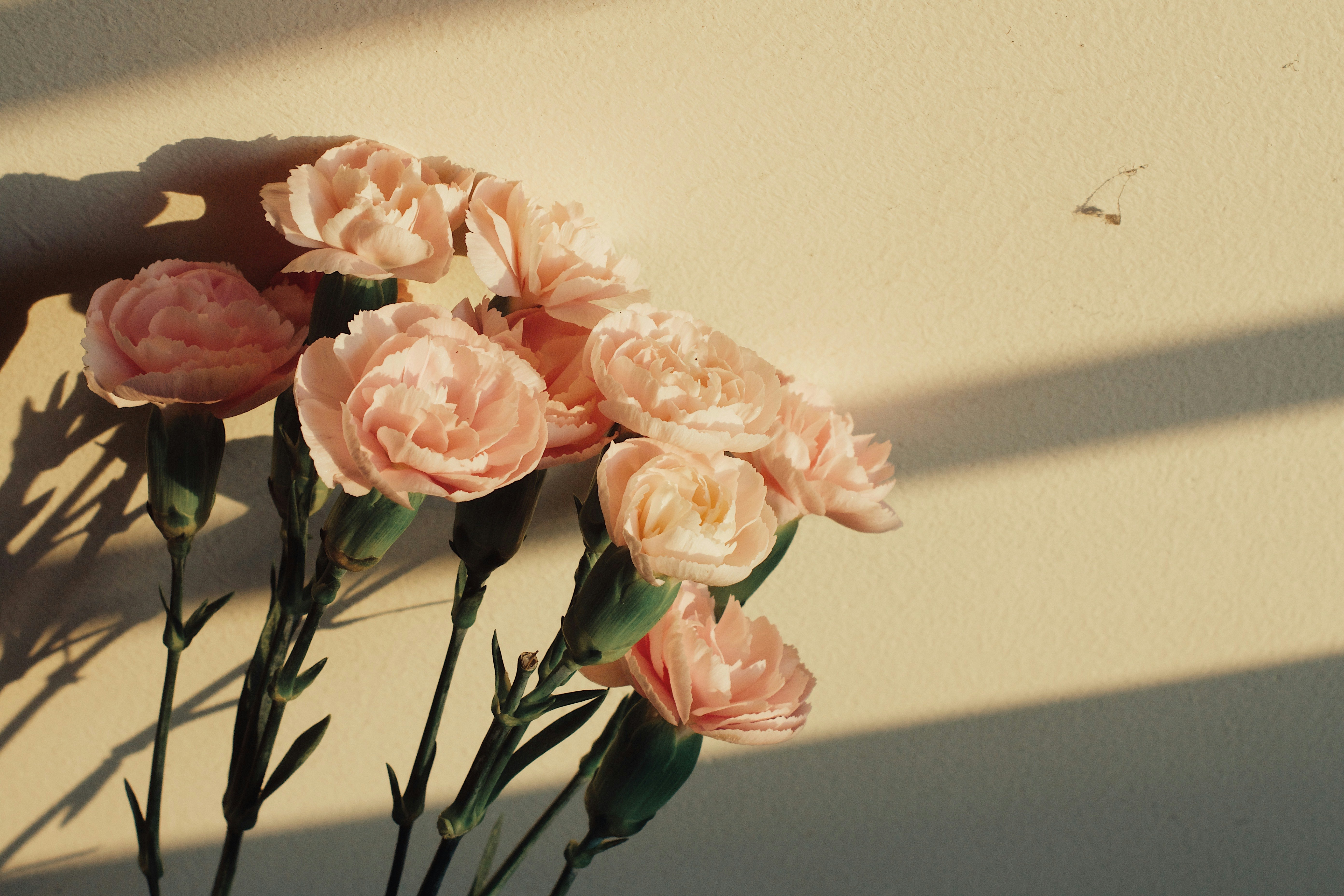 Des œillets roses projetant des ombres contre un mur