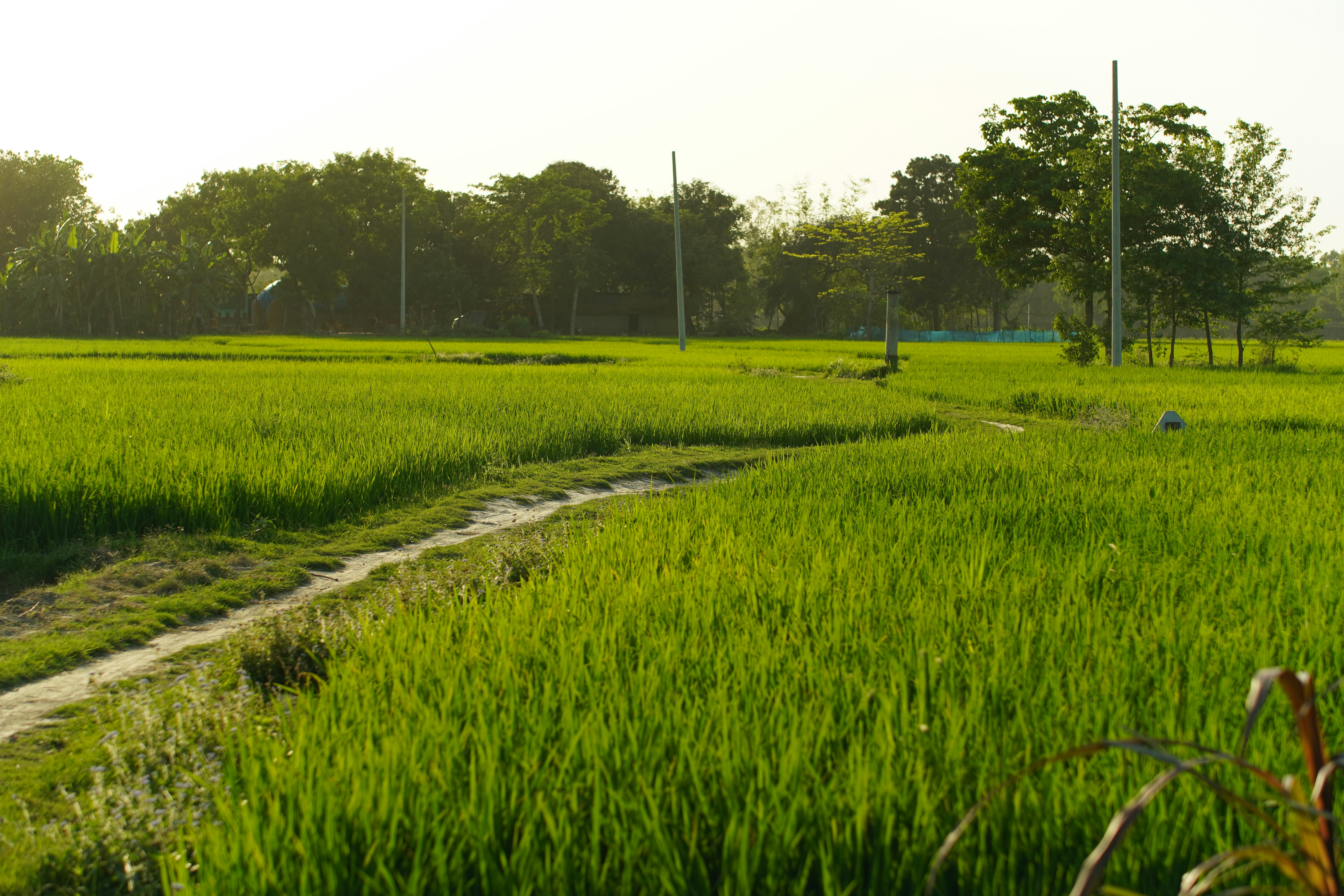 Photo by subujayd