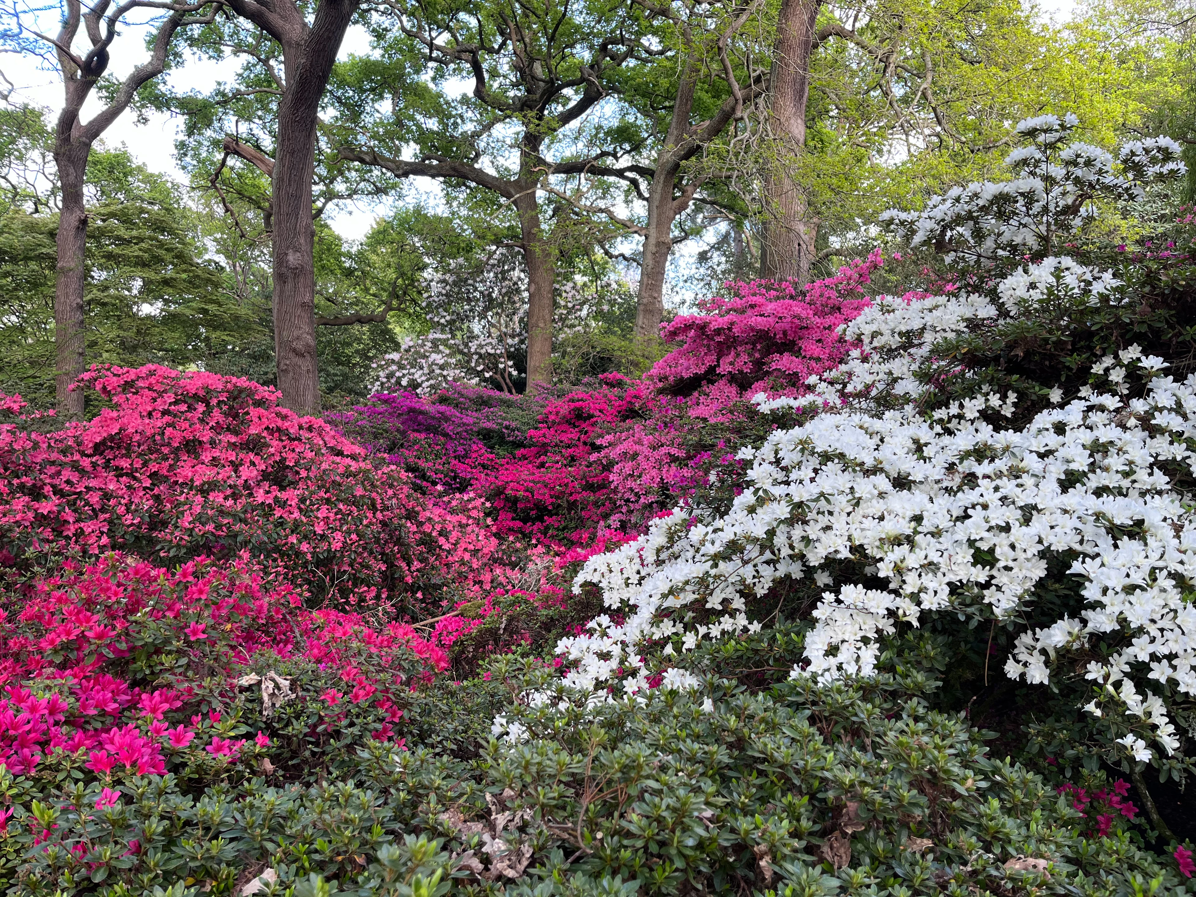 Isabella Plantation, Richmond & Kew, London