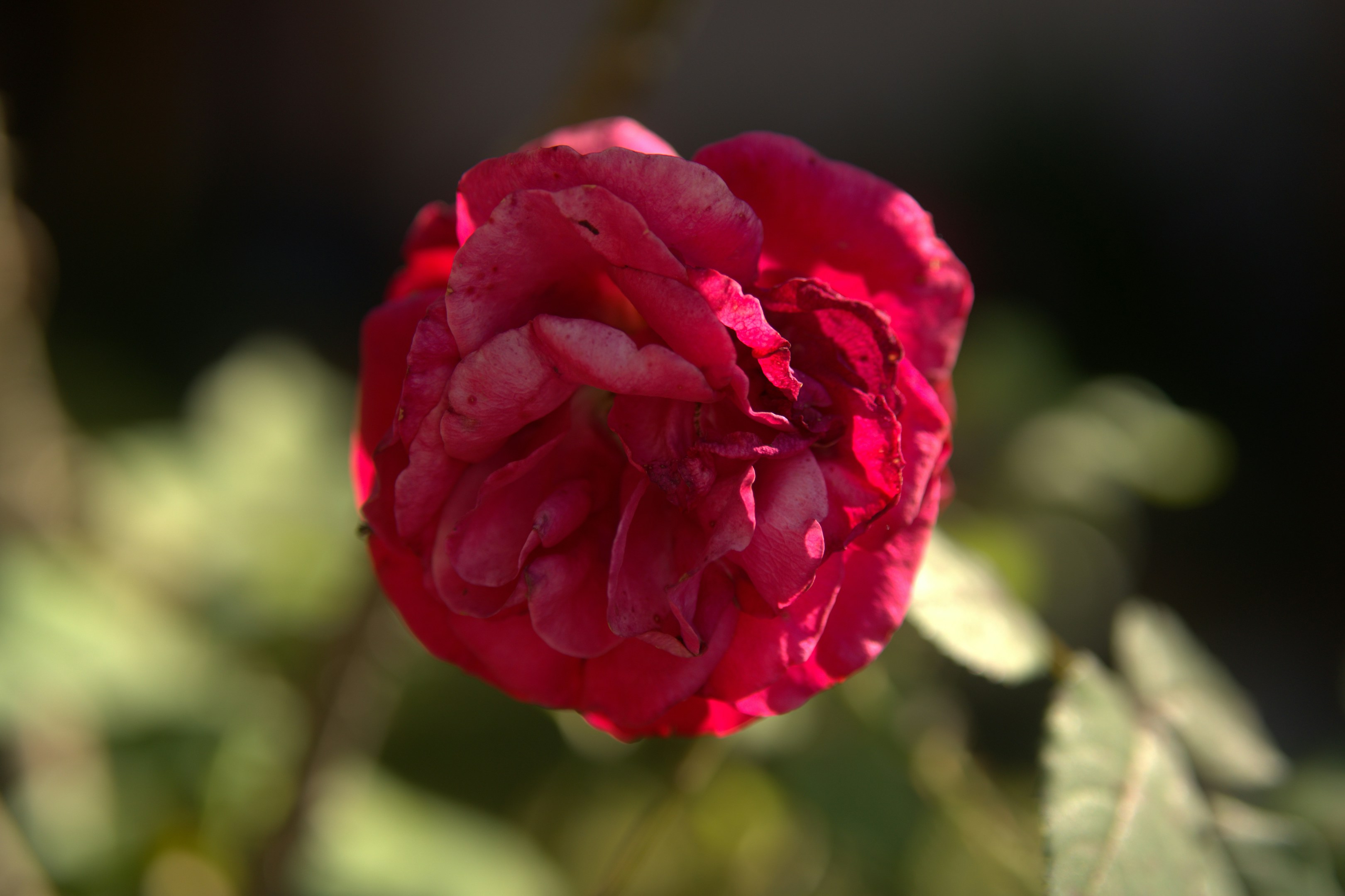 A close-up of a deep red rose in bloom