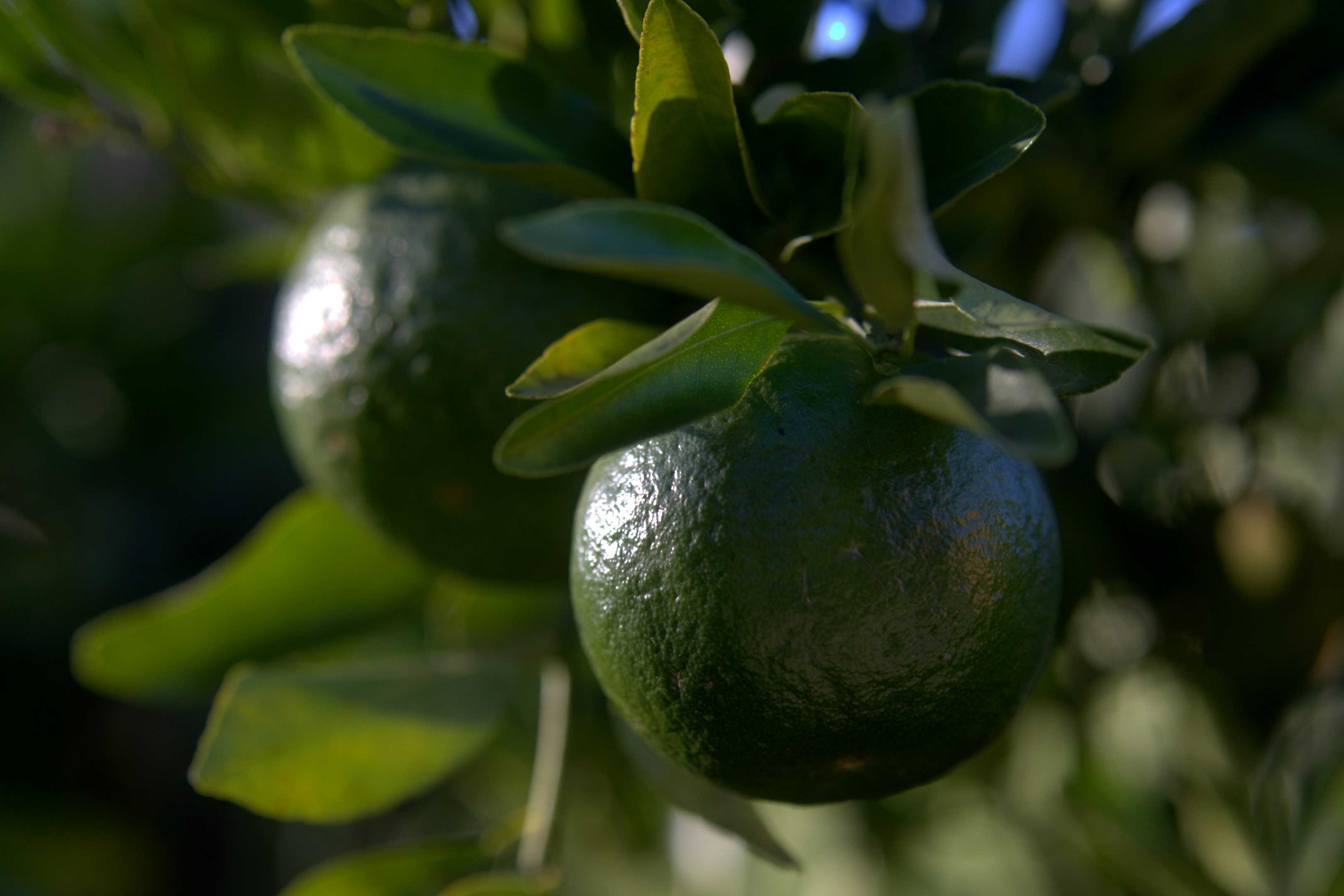 Two unripe green citrus fruits on a branch