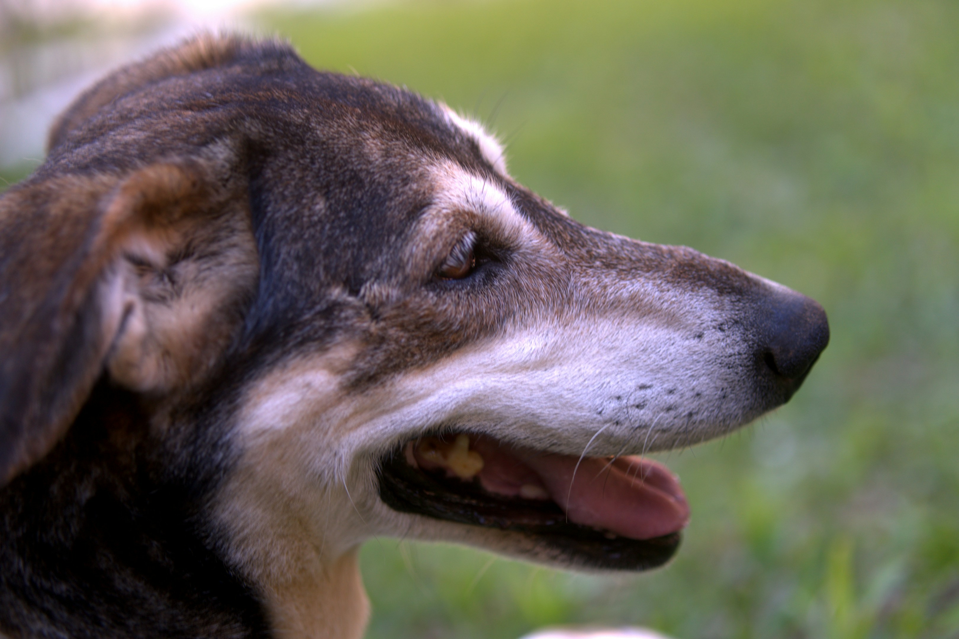 Close up profile of a dog's head with mouth open