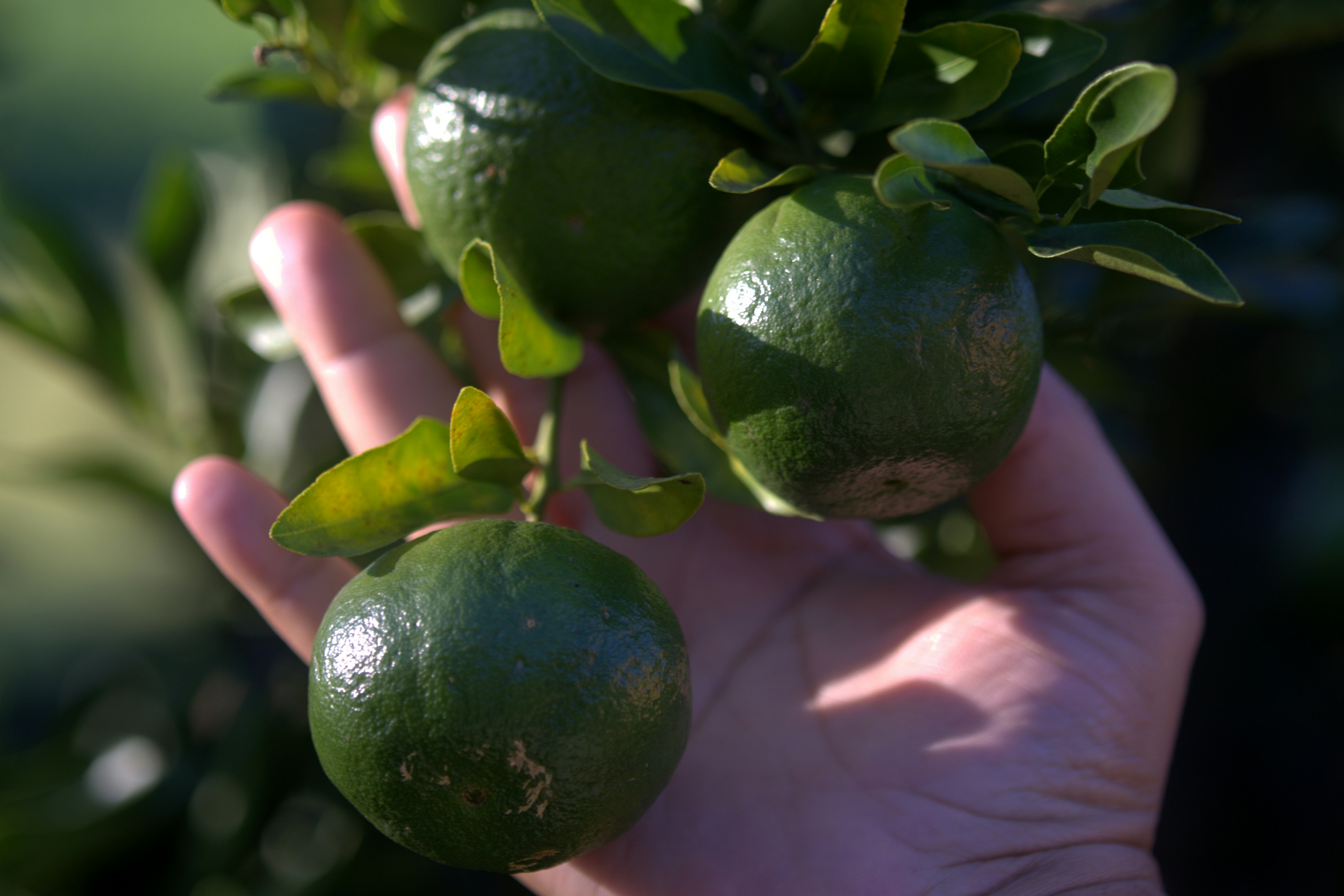 Hand holding unripe green citrus fruits on a branch