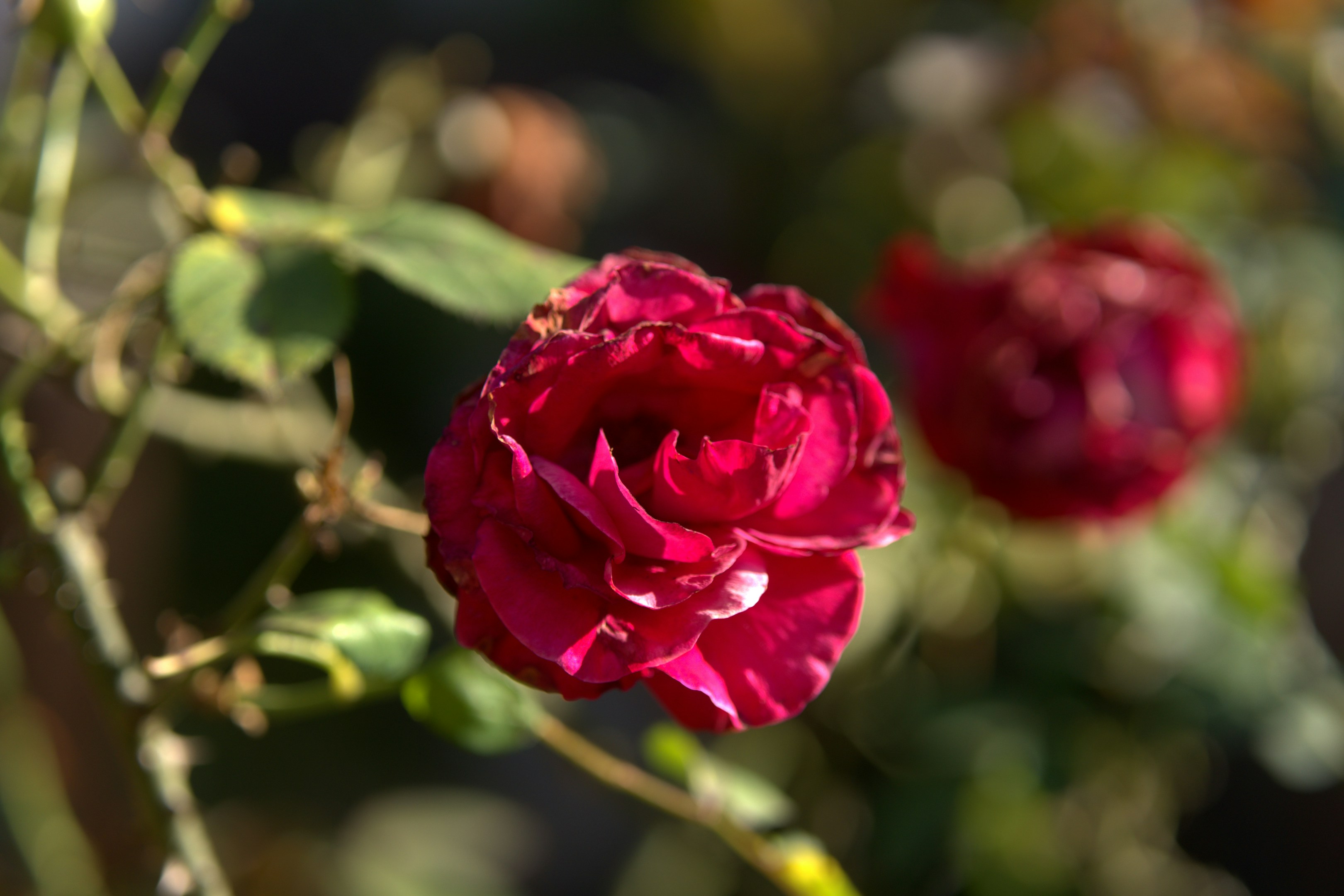 A deep red rose blooms on a branch.
