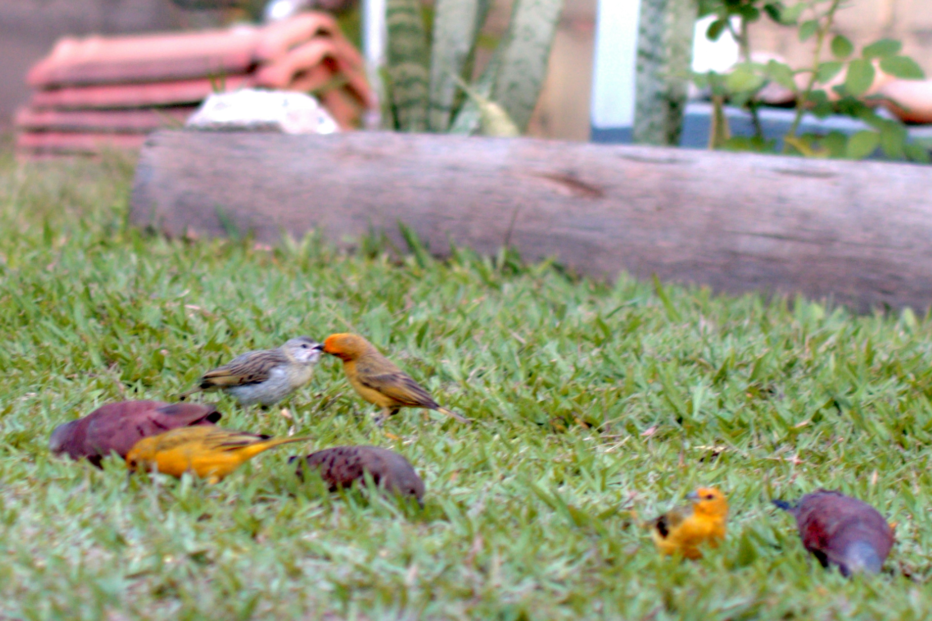 Small birds gathered on grassy ground with food.
