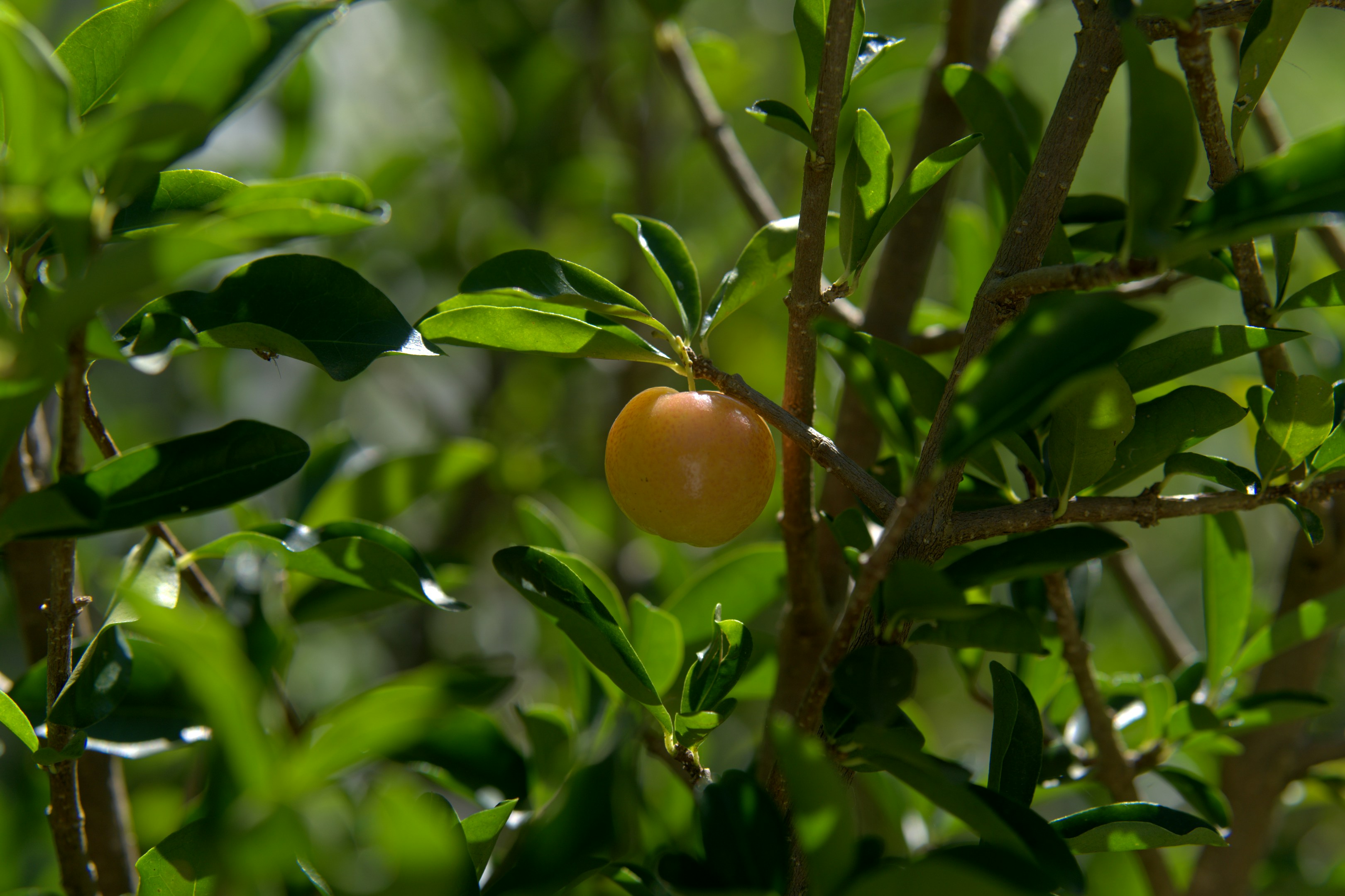 A single yellow cherry on a tree branch.