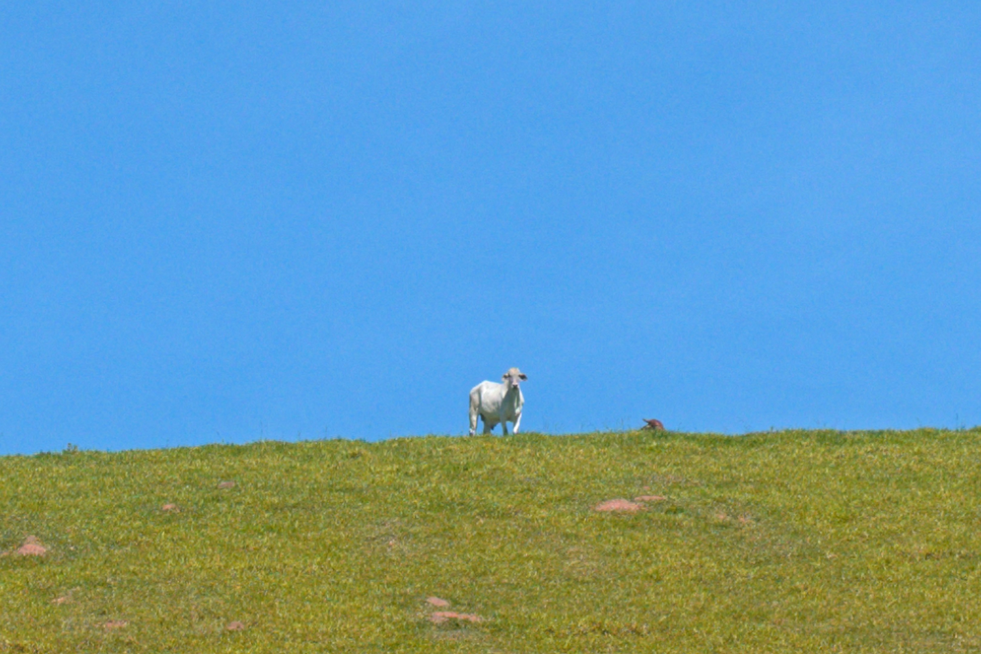 A single sheep stands on a grassy hill.