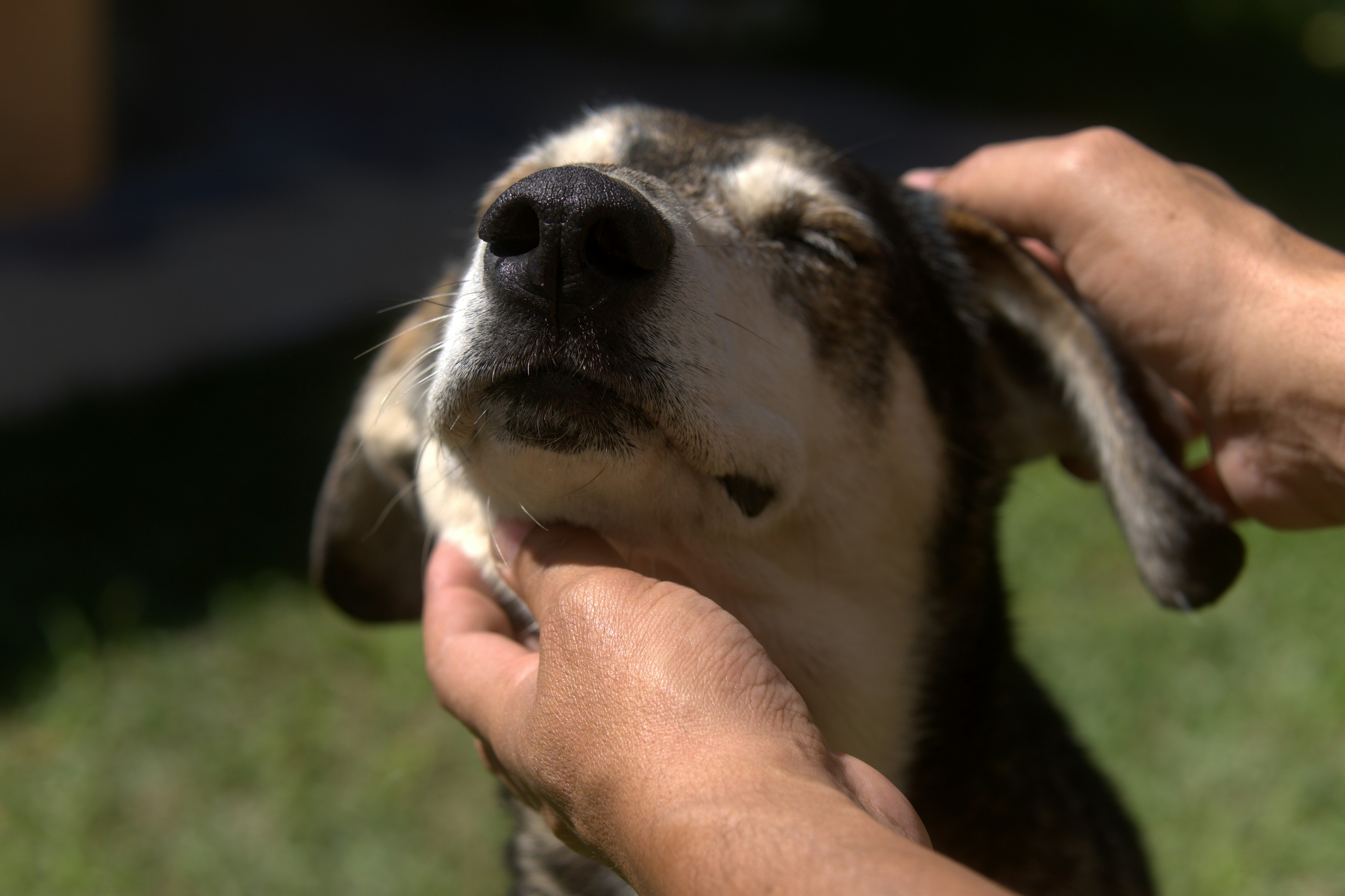 Hands gently petting a dog's face