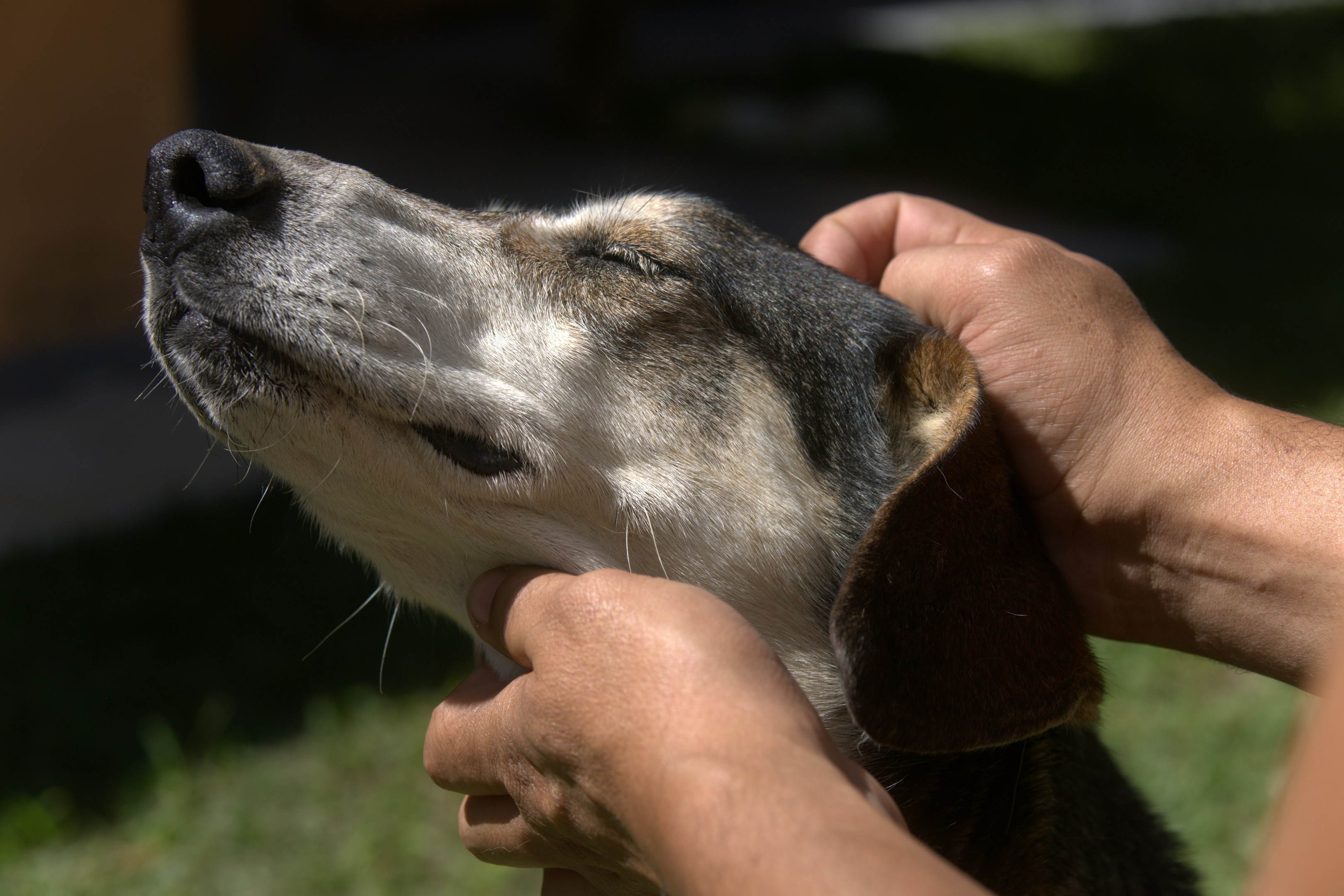 Hands gently petting a dog's head outdoors