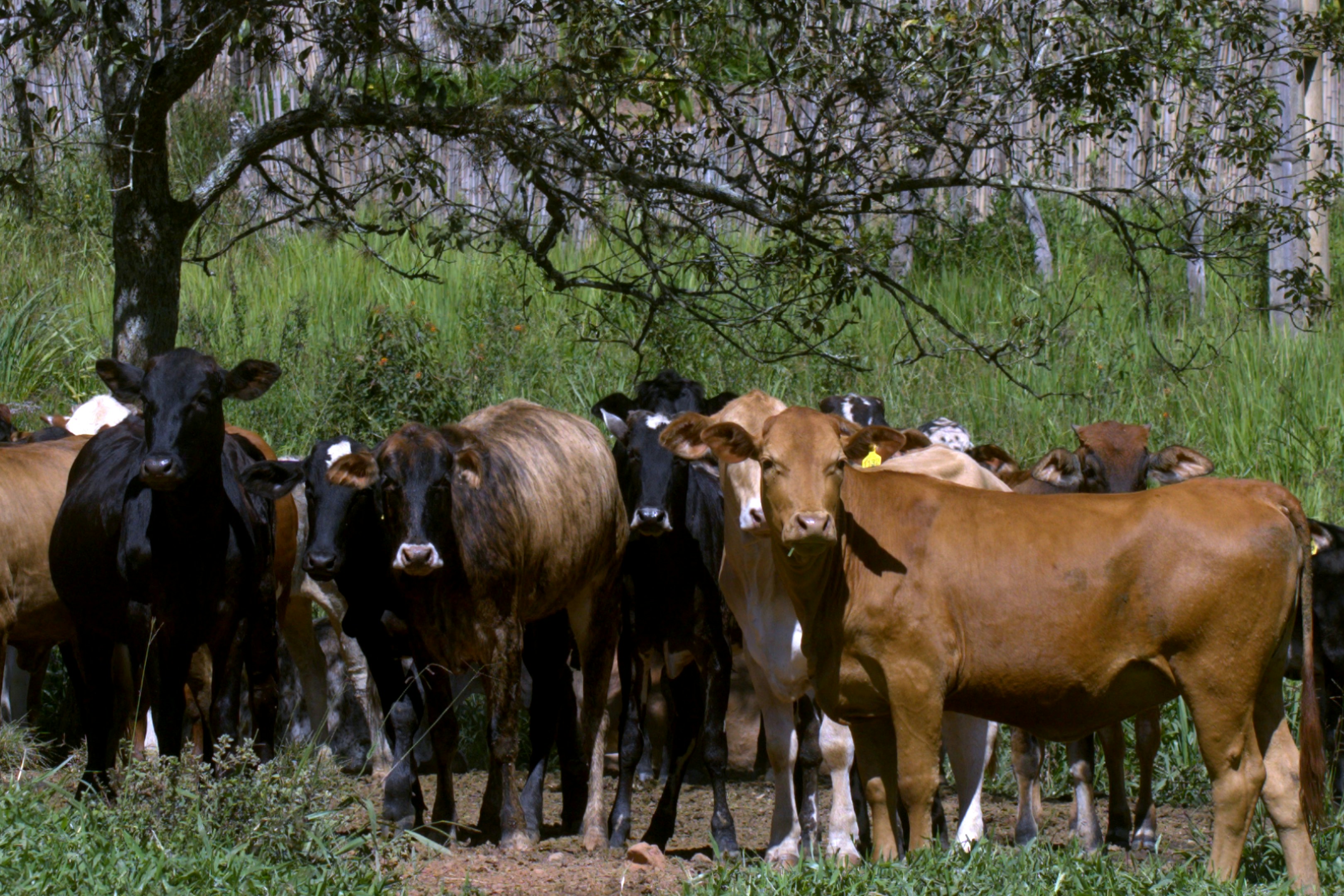 A herd of cattle stands in a grassy field.