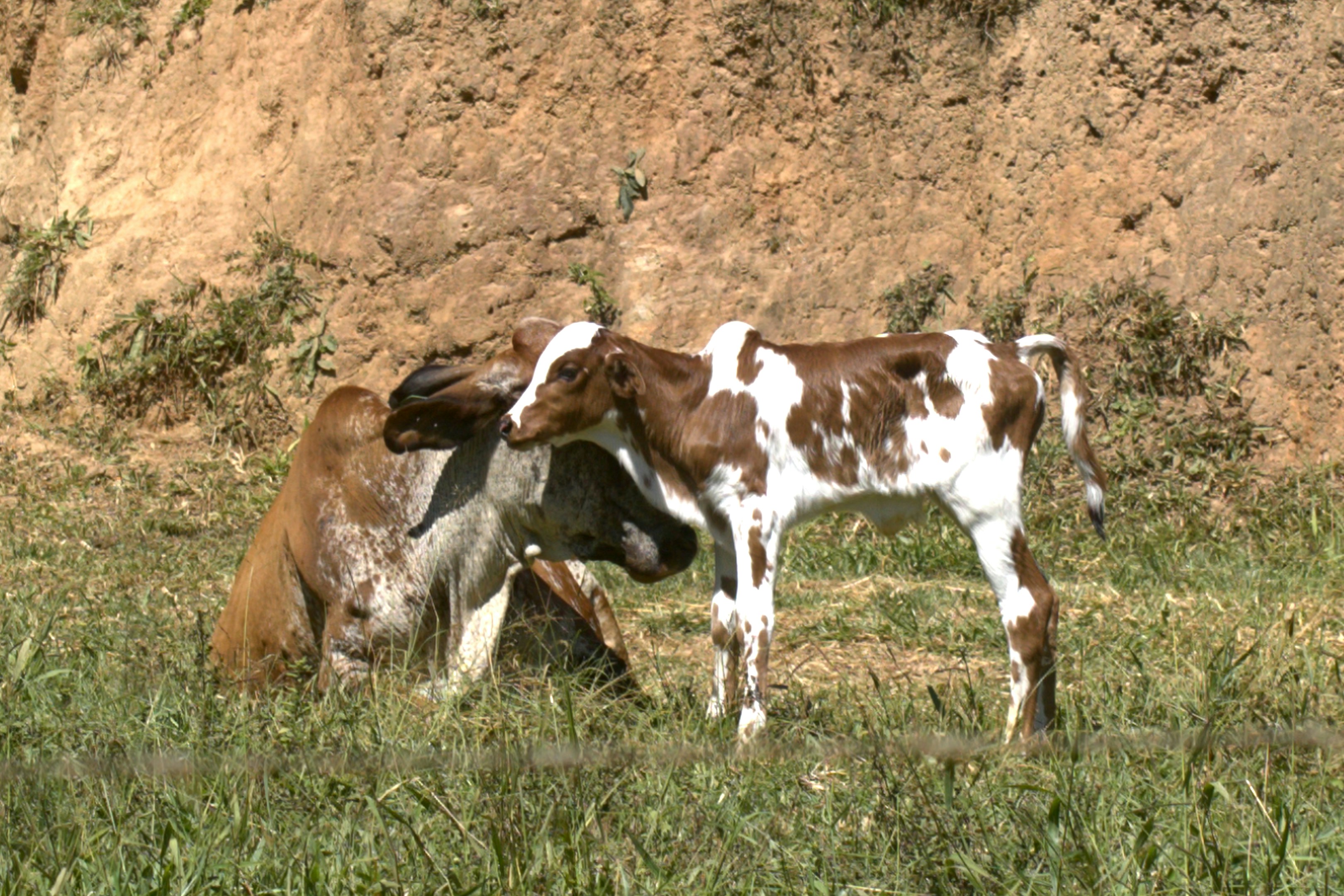 Two calves standing in grassy field near dirt hill