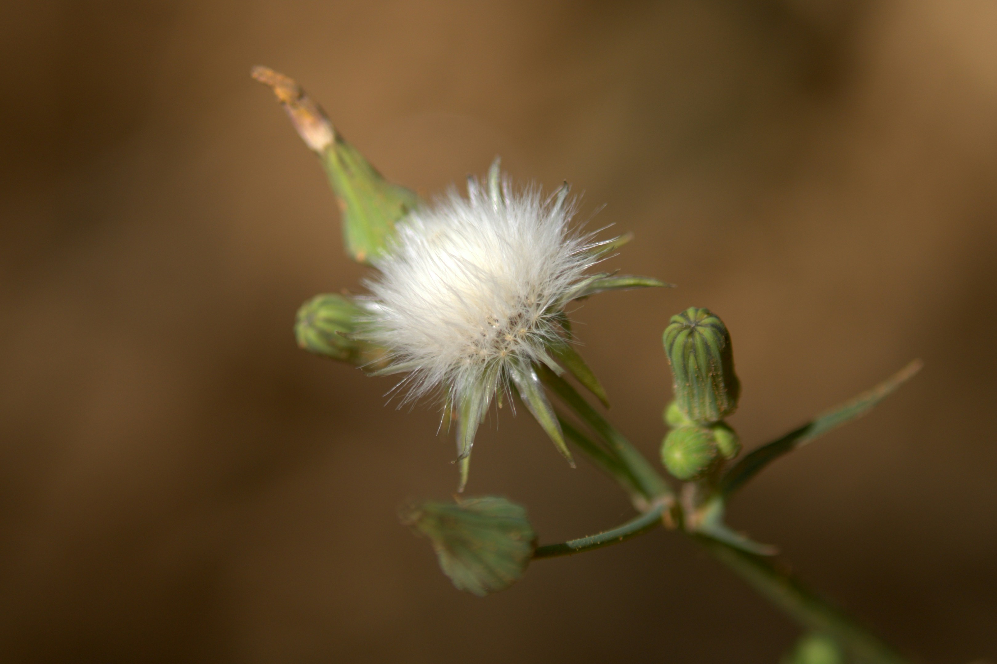 A fluffy white seed head on a green stem.