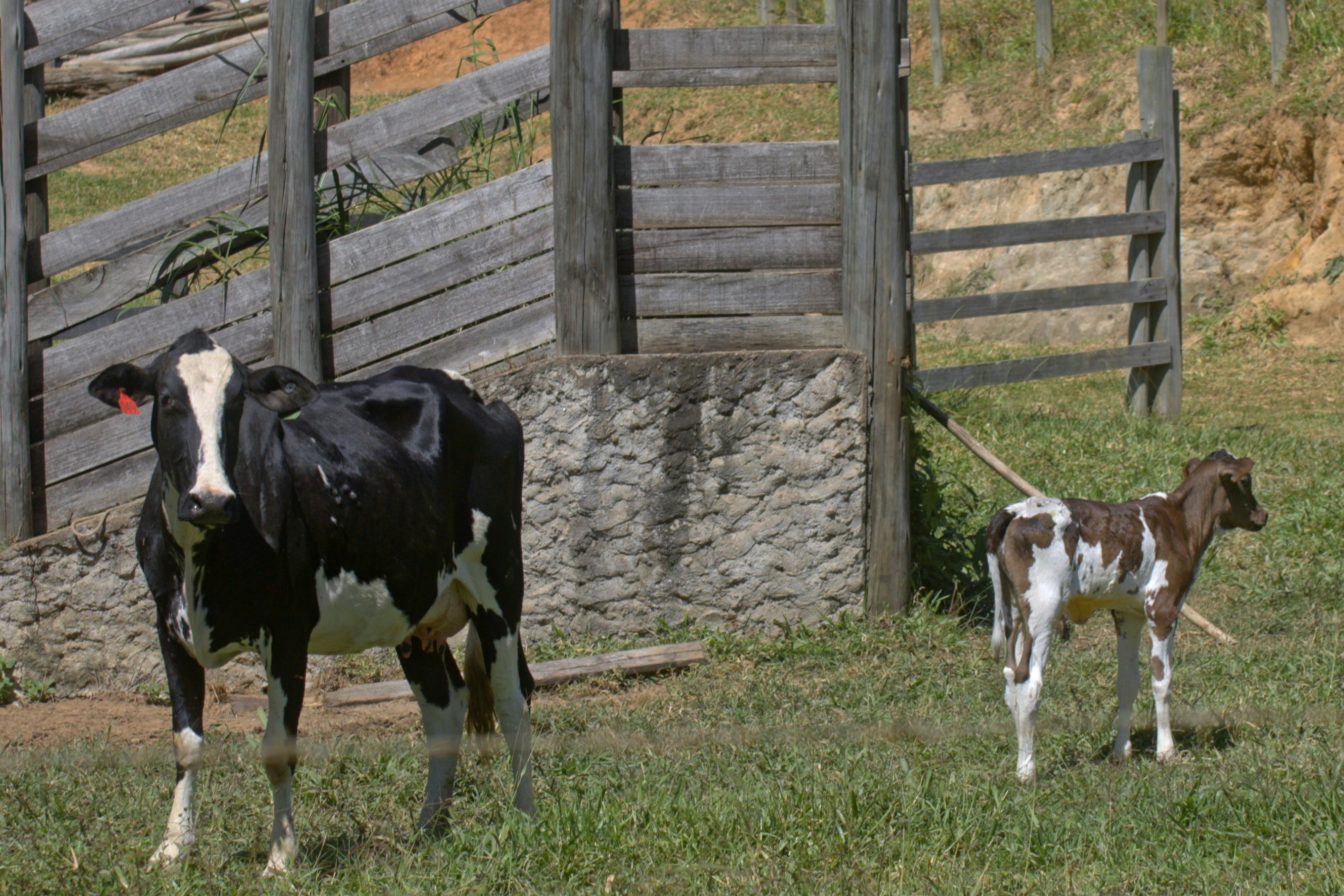 A black and white cow stands with a calf.