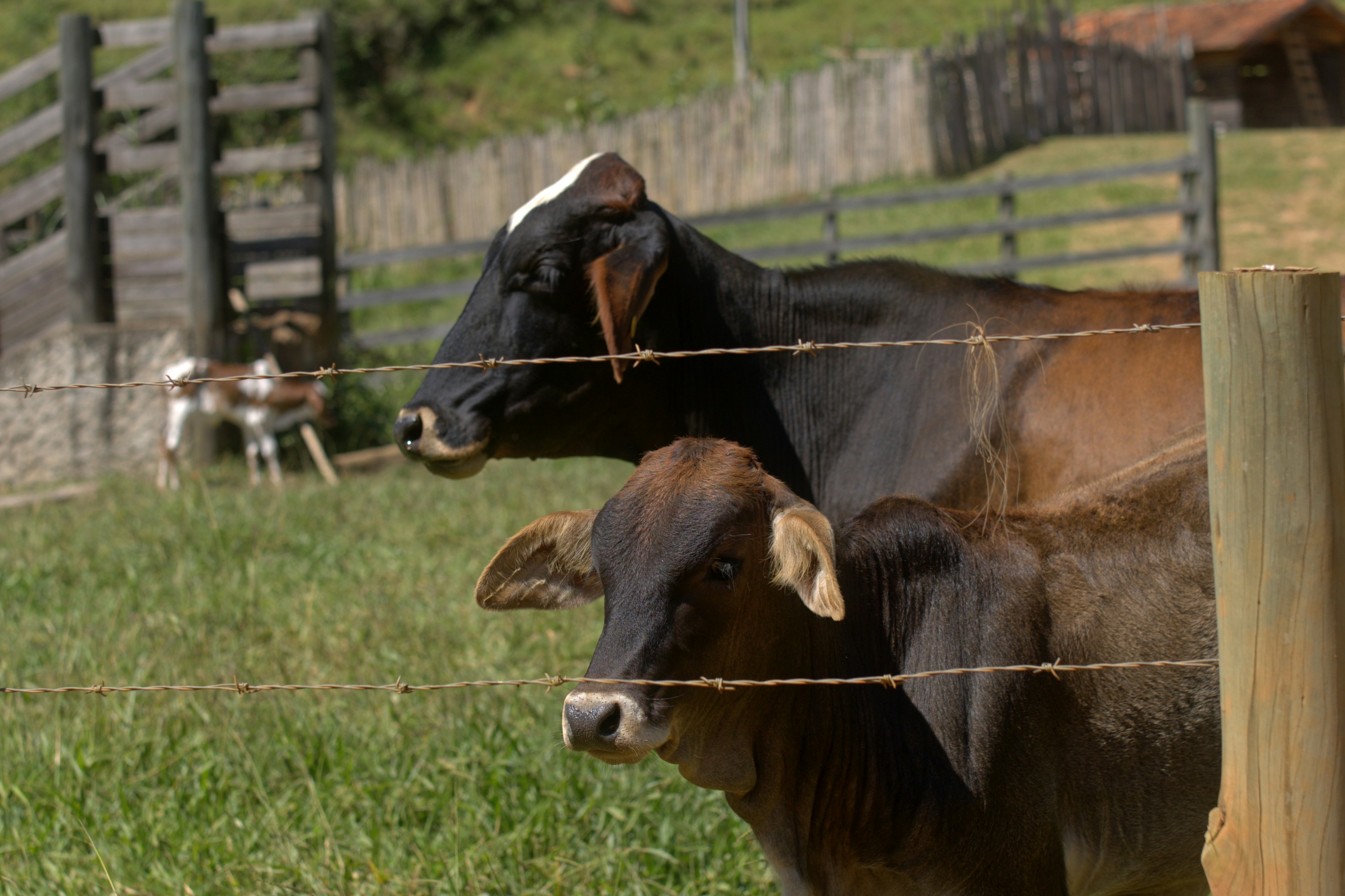 Cows standing in a grassy field behind a fence