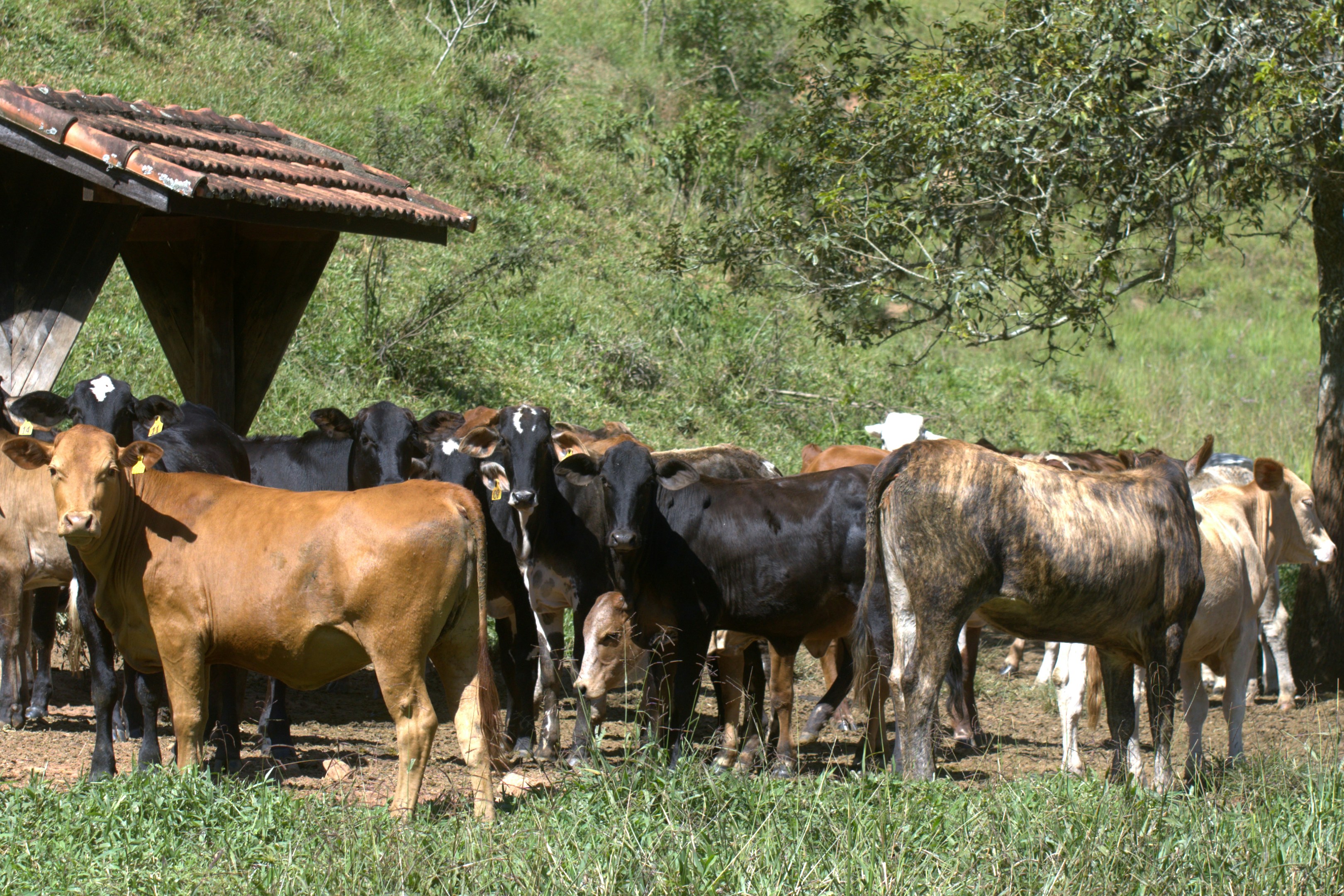 A herd of cattle stands near a rustic shelter.