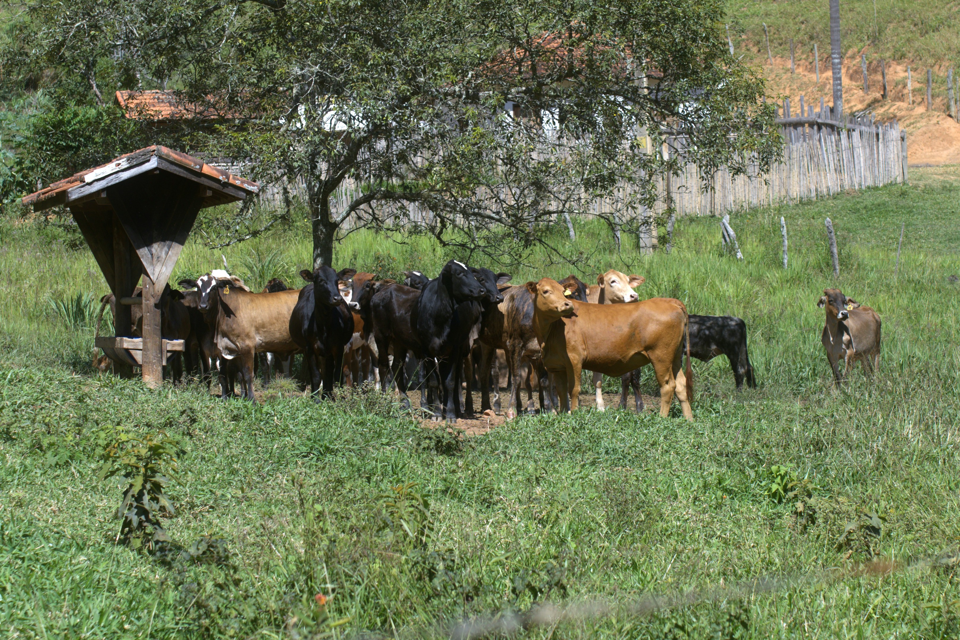 Cattle gathered around a feeder in a grassy field.