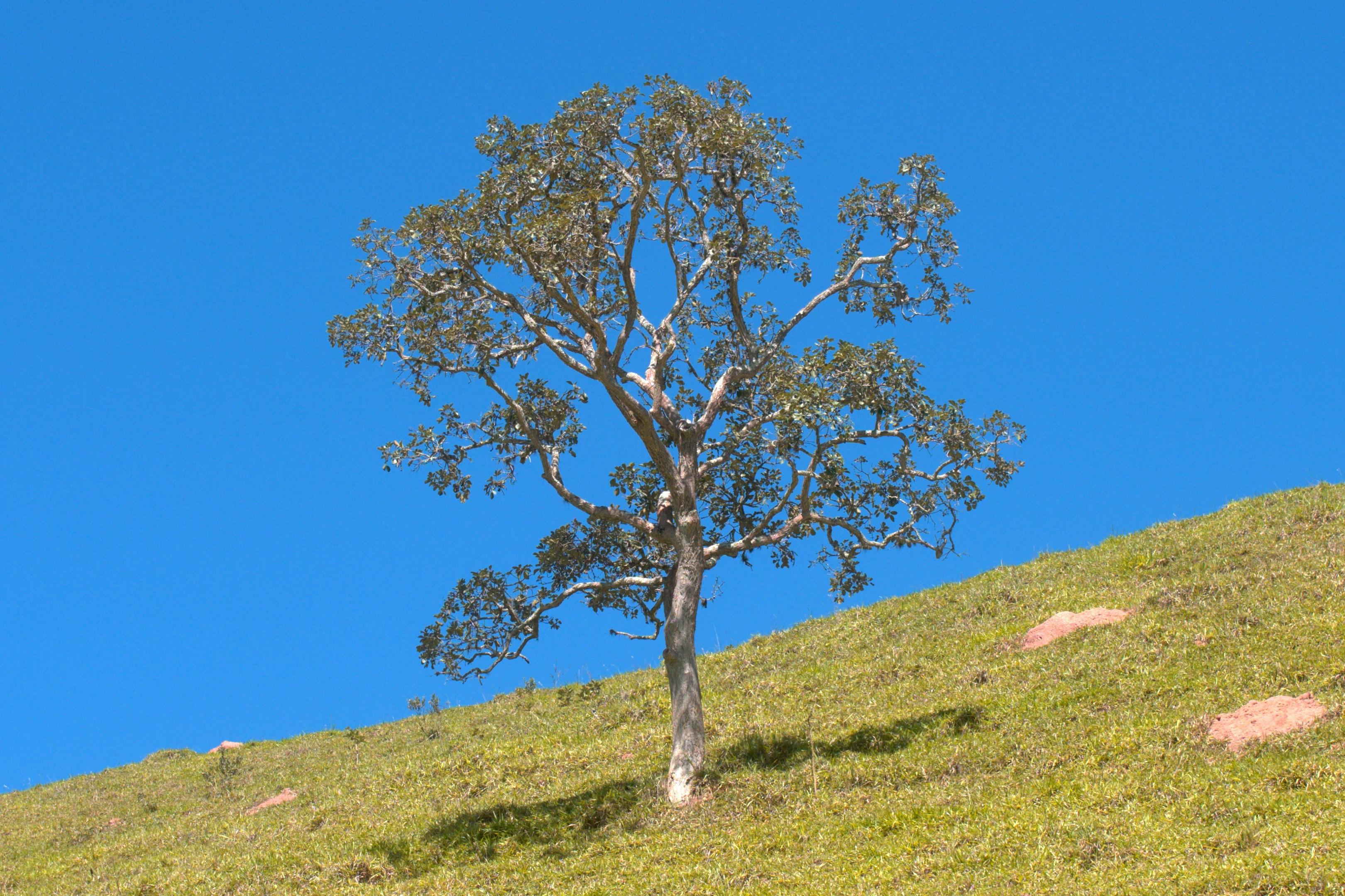 A lone tree on a grassy hill under blue sky