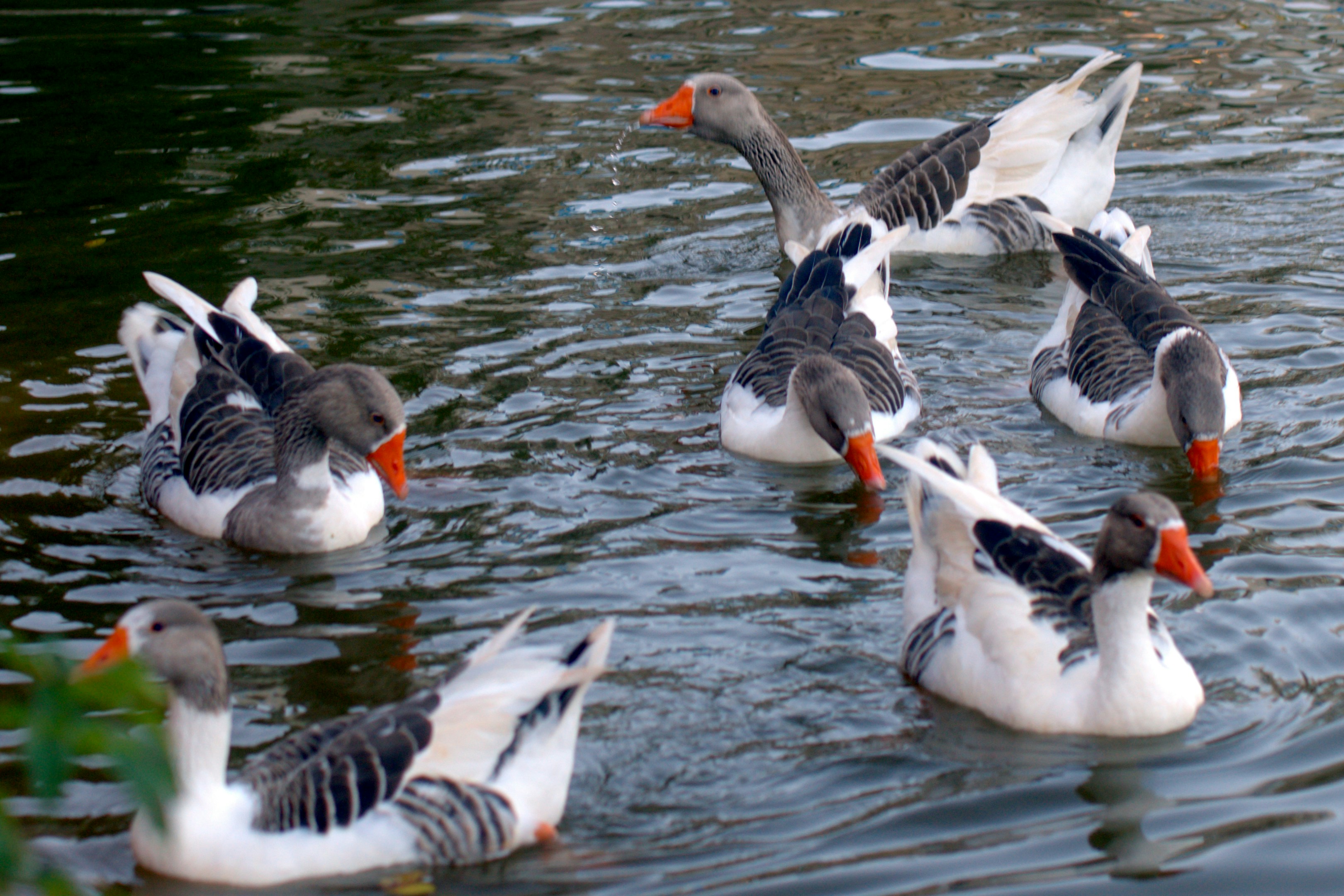 Several geese swimming in dark water