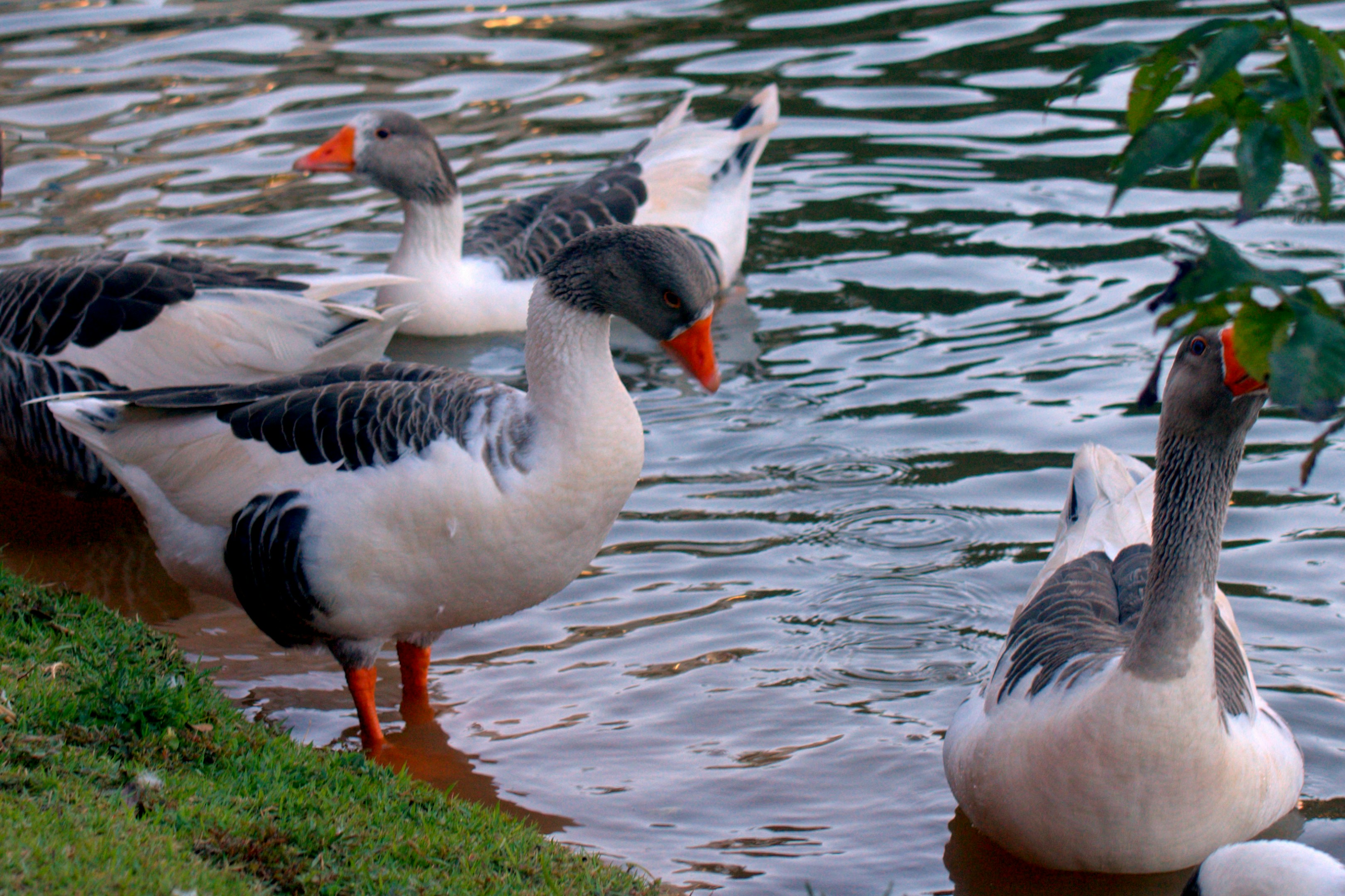Geese swimming in the water near the shore.