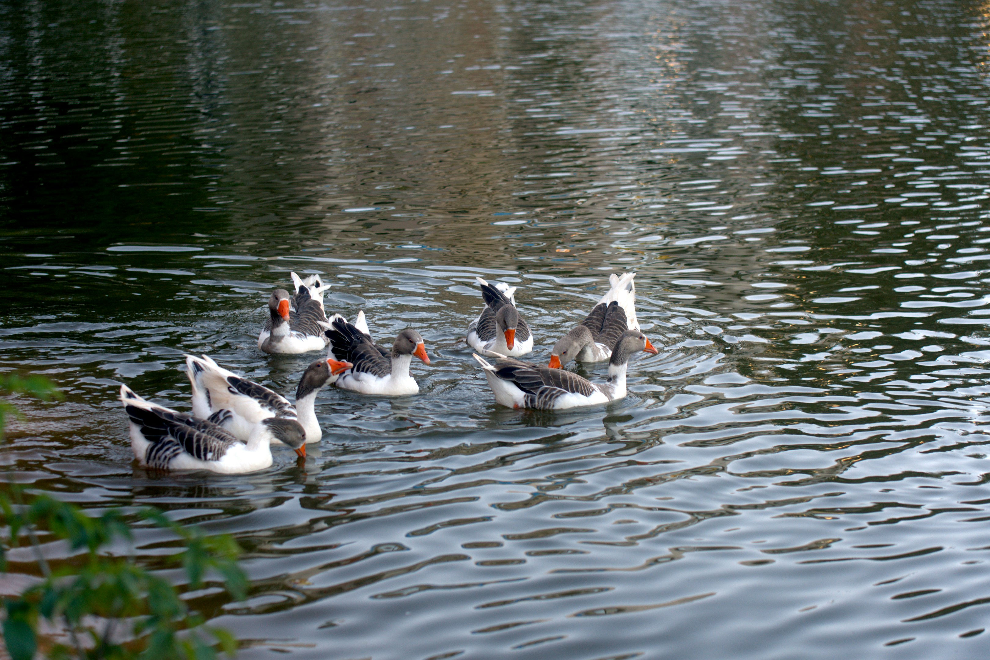 A flock of geese swimming in a lake.