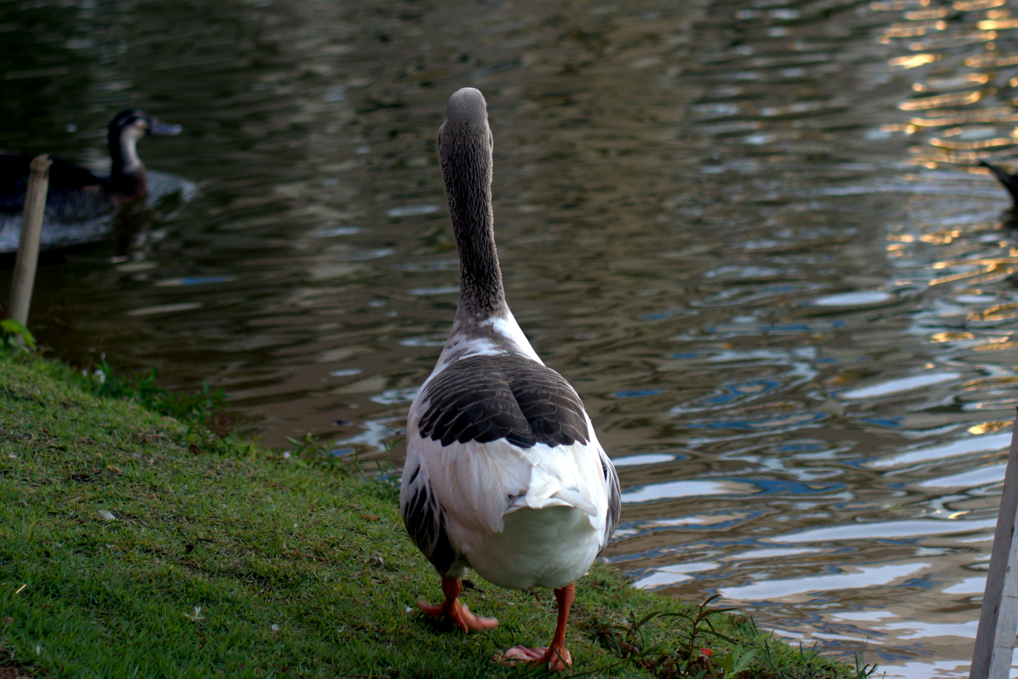A goose walks away from the water's edge.