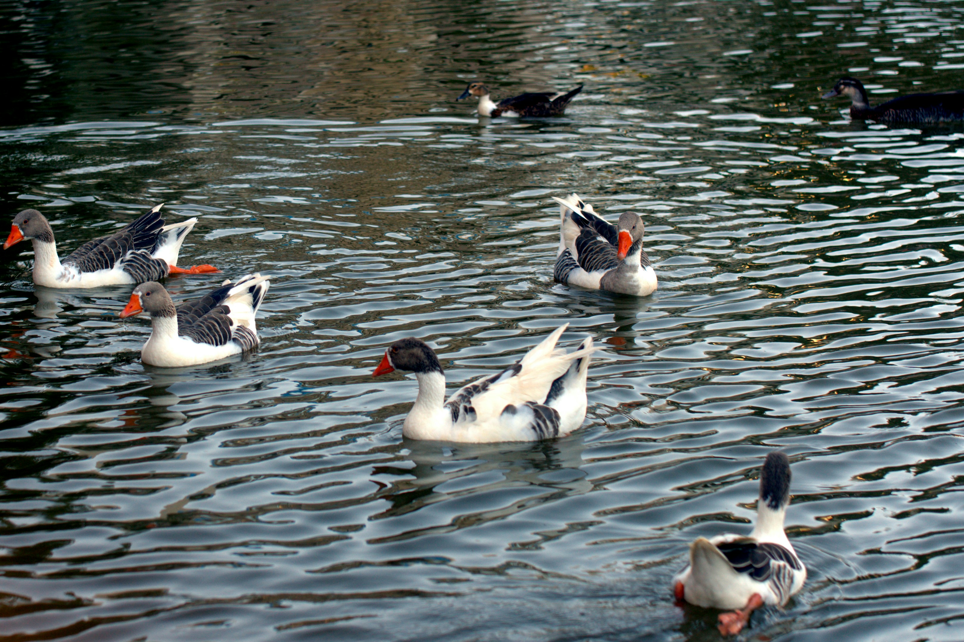 Several ducks swimming in rippling water.