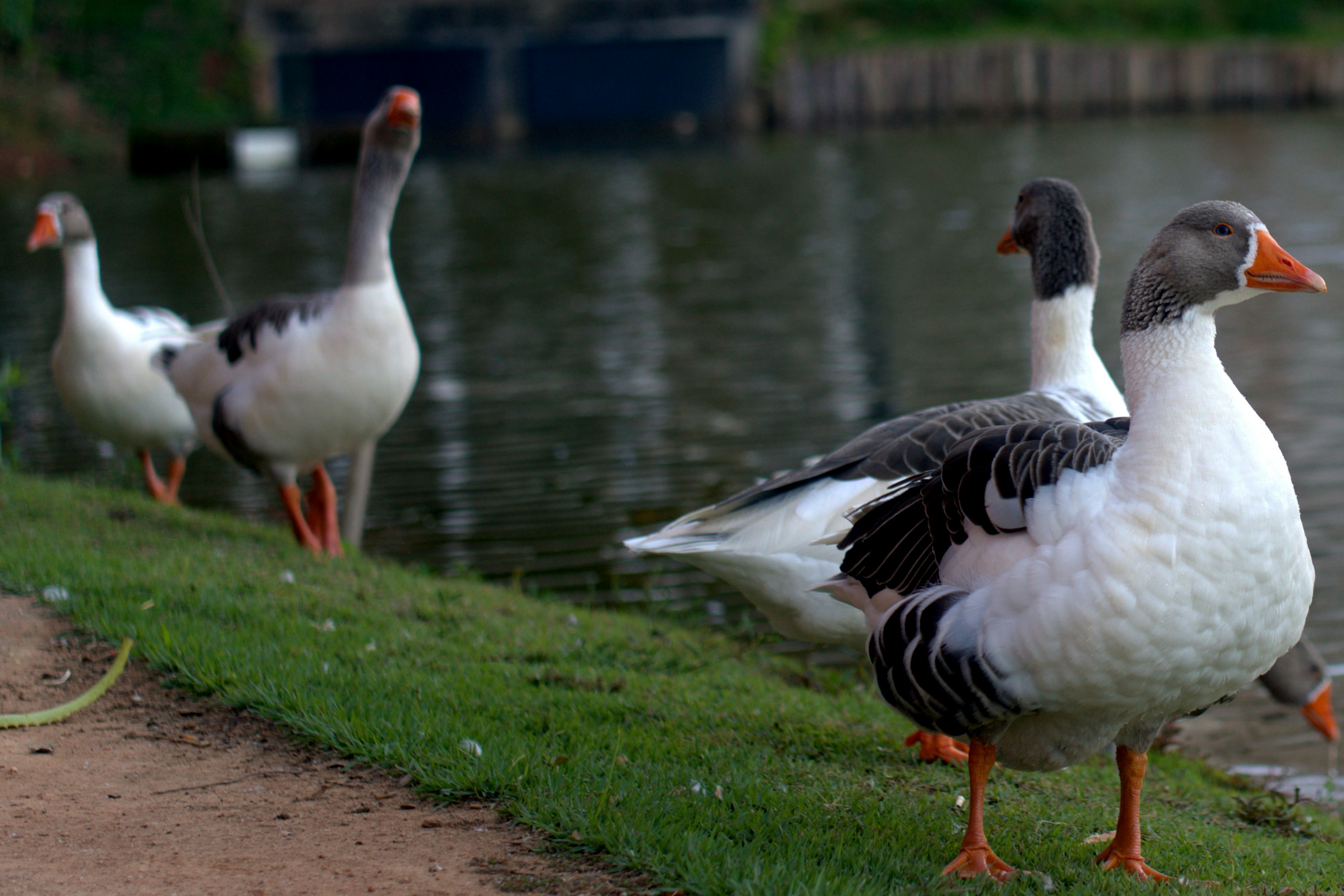 Geese standing by the water on grassy bank