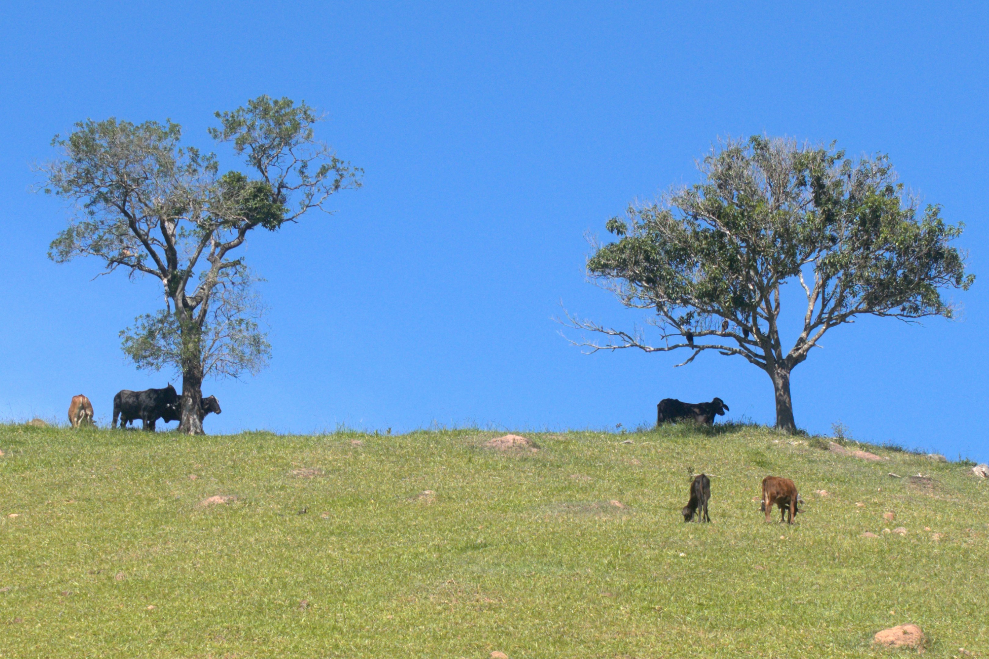 Cows grazing on a grassy hill under trees.
