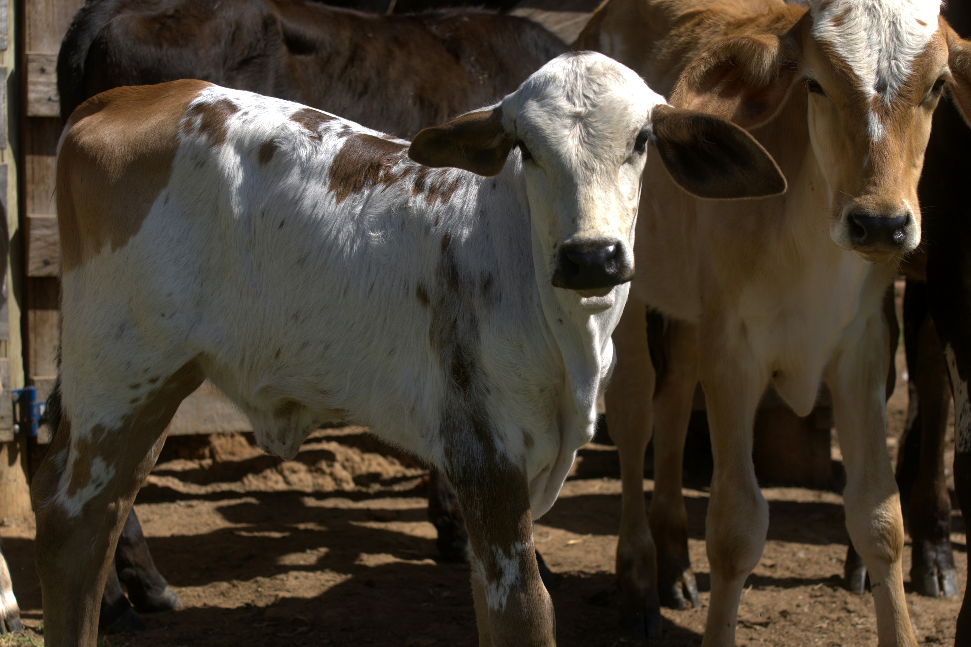 Young cow with brown and white spots stands in pen