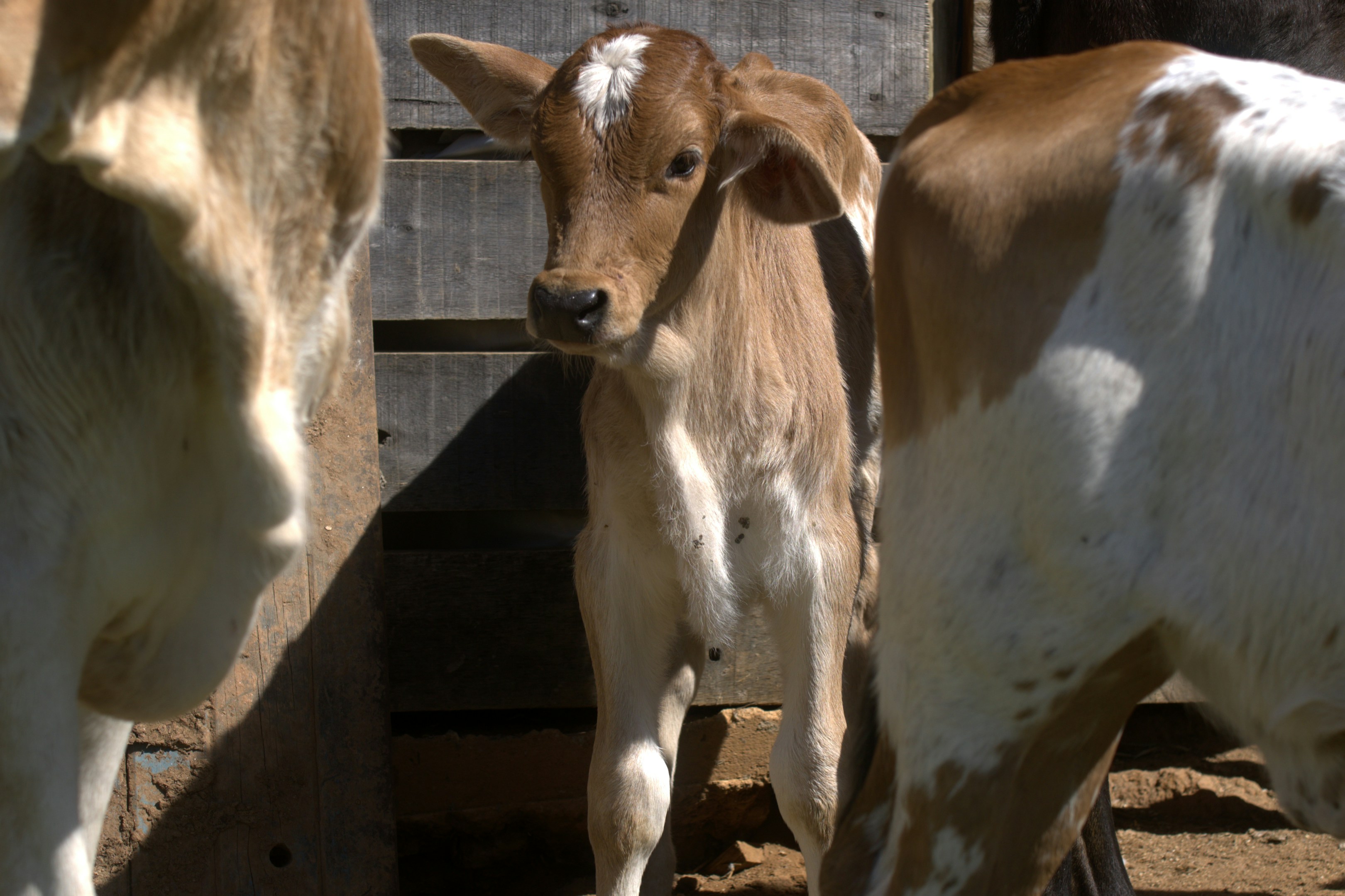 A young calf stands between two adult cows