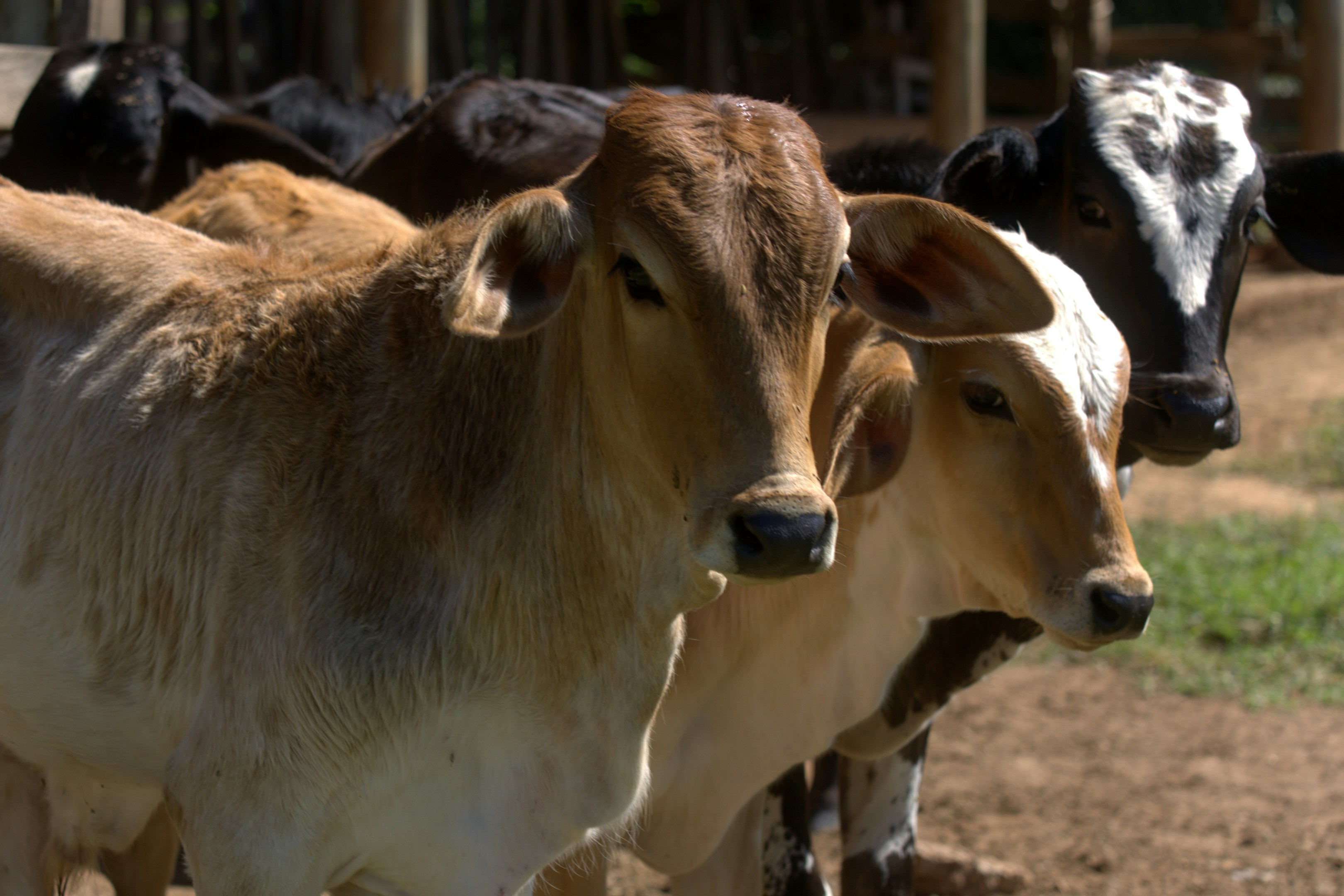 Three young cows stand in a field