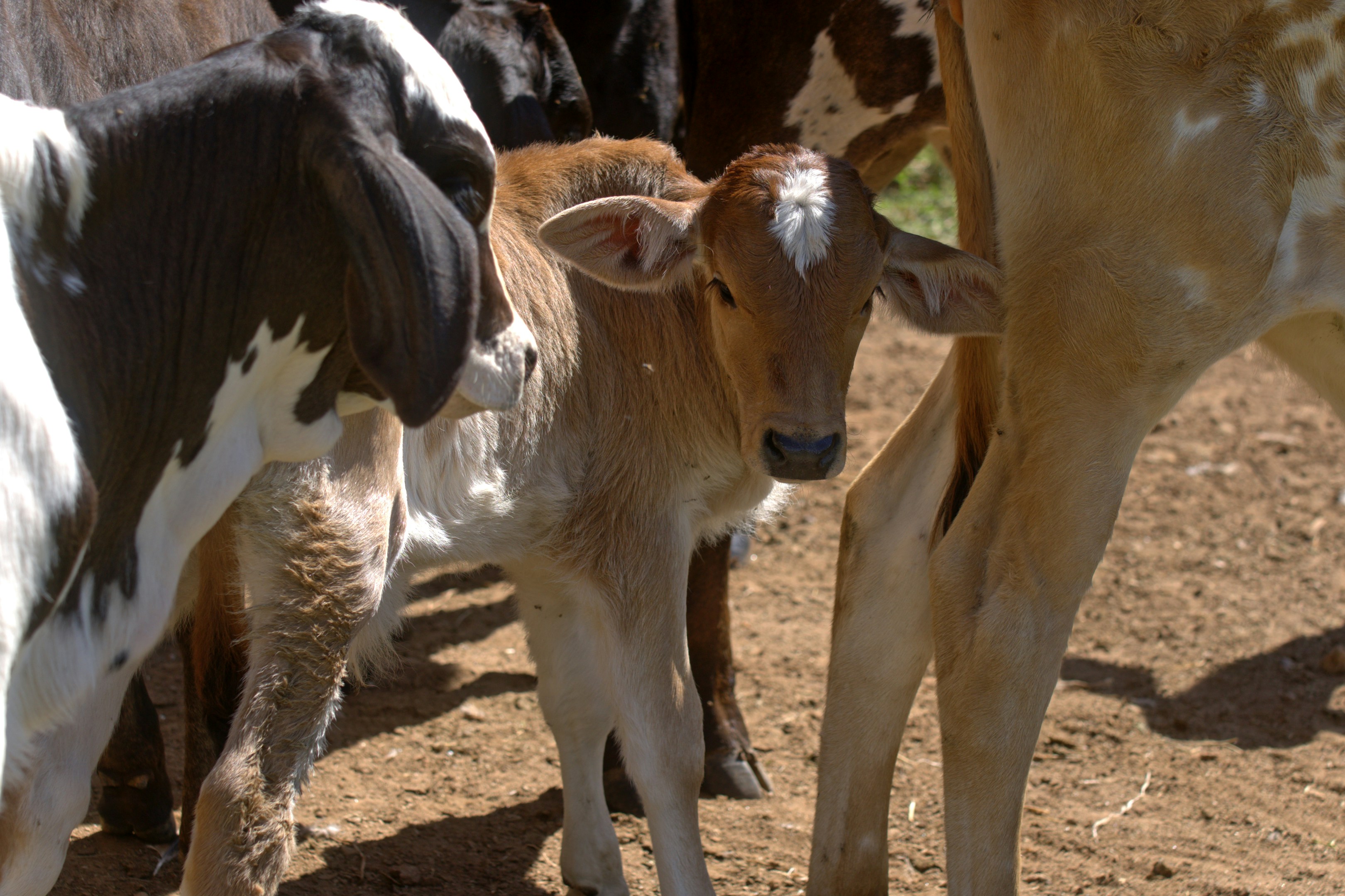 A young calf stands among adult cows
