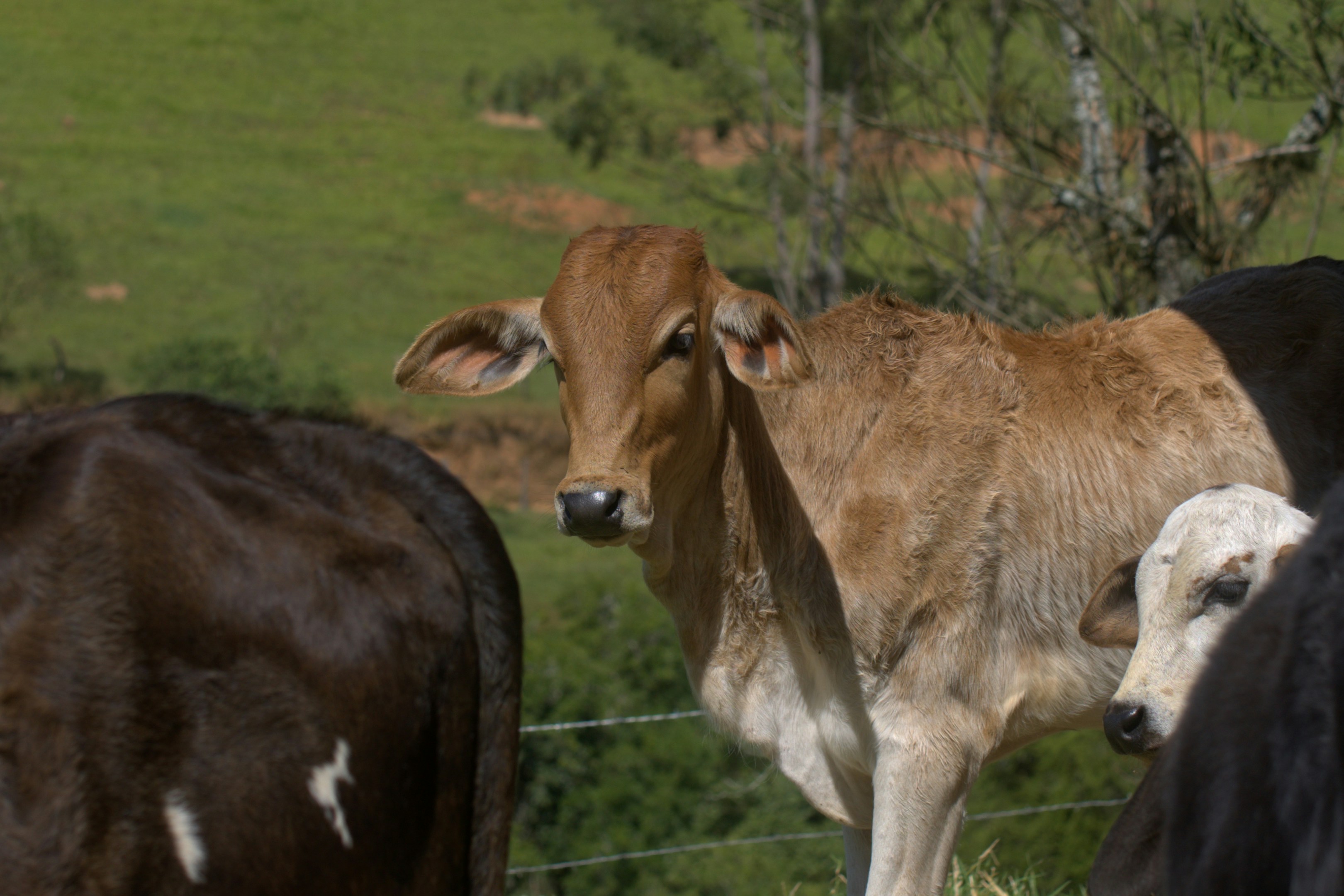 A light brown calf stands in a grassy field.