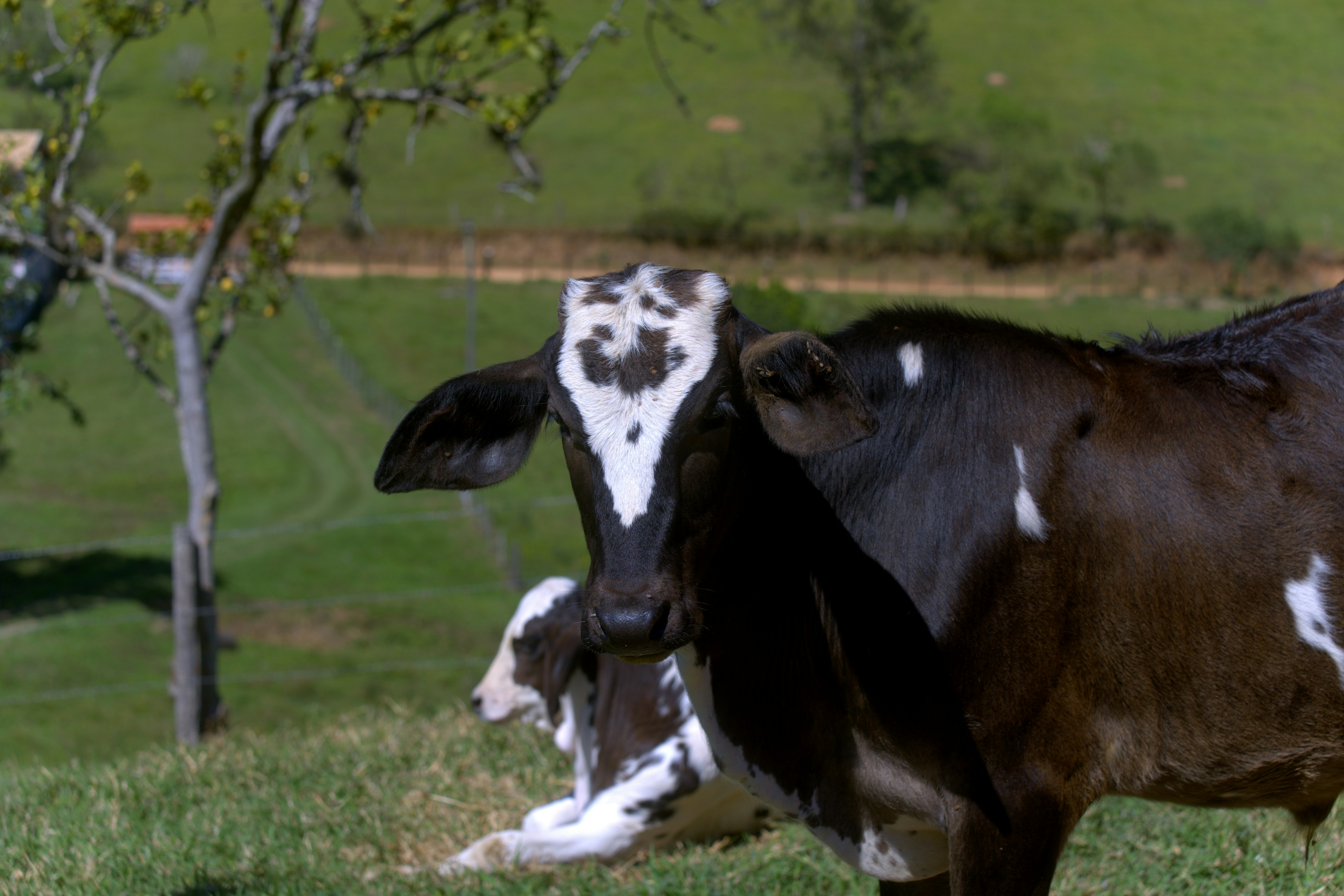 Two cows in a grassy field with trees.