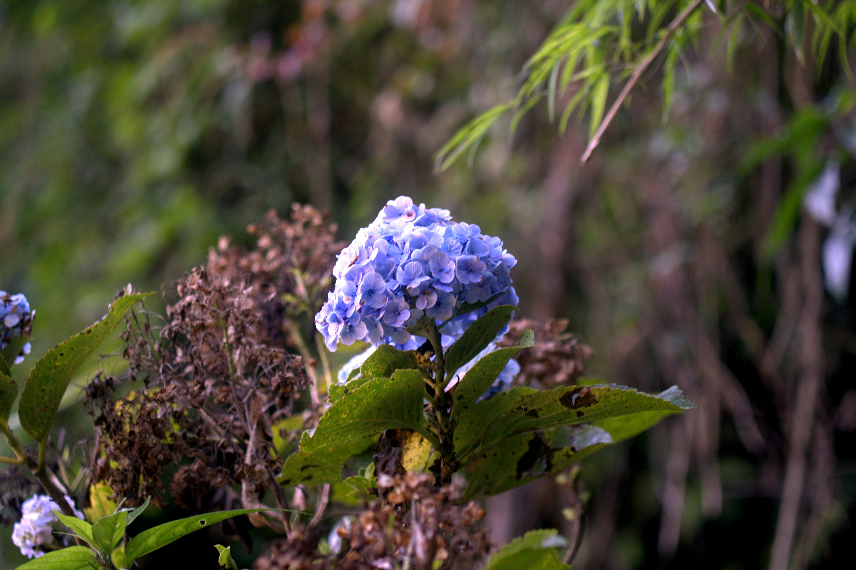 A single blue hydrangea bloom in soft focus.