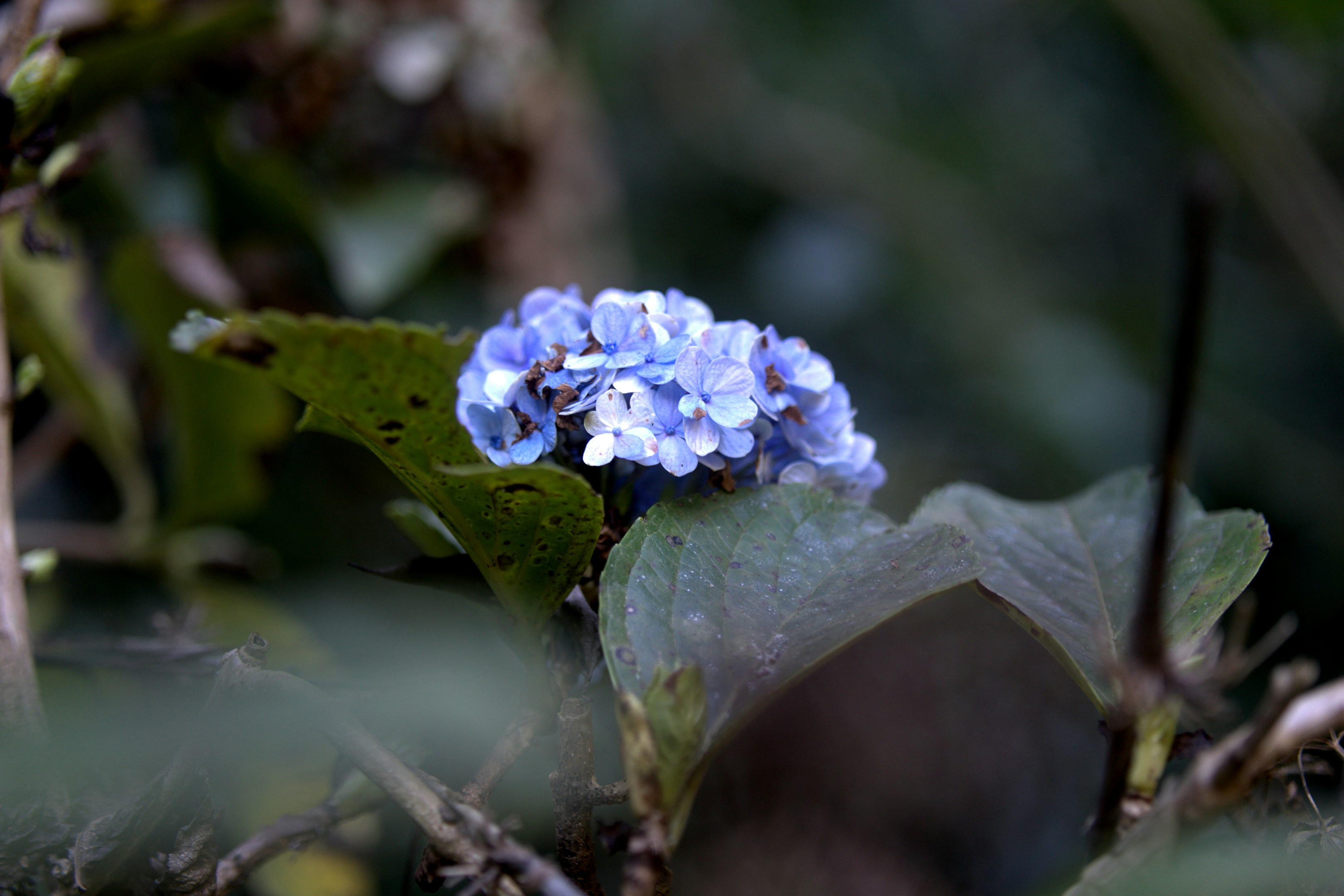 A cluster of small blue flowers surrounded by leaves