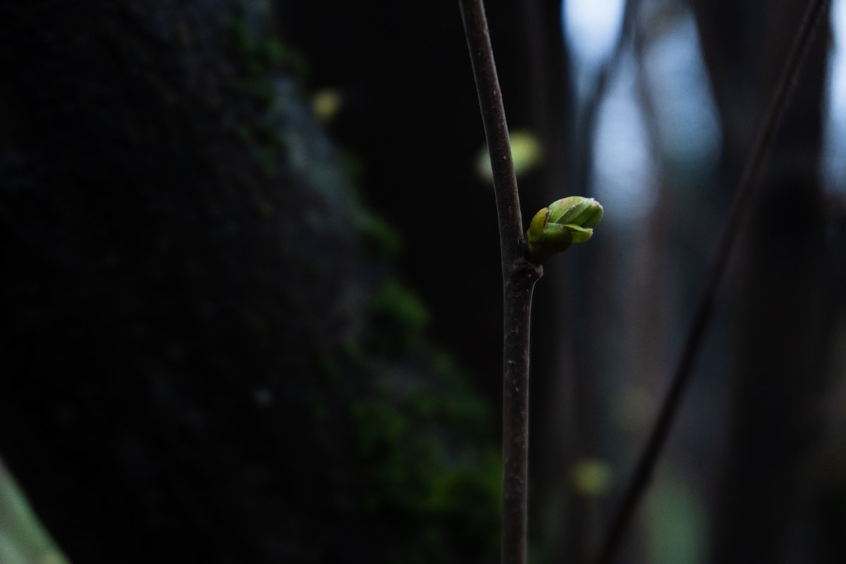 幹をぶった切ったら復活した｜瀕死の植物レスキュー