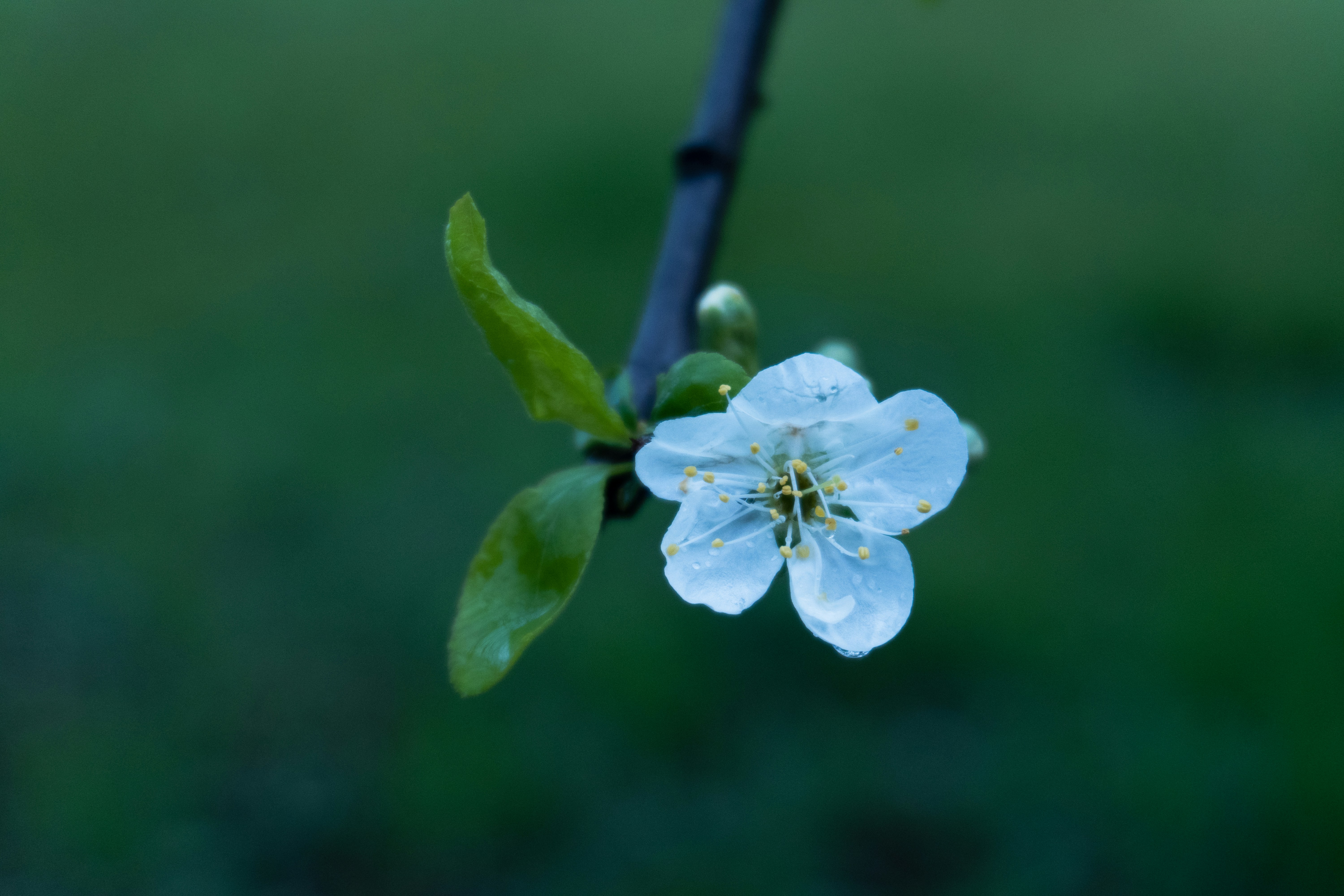 Photo by zulfugarkarimov