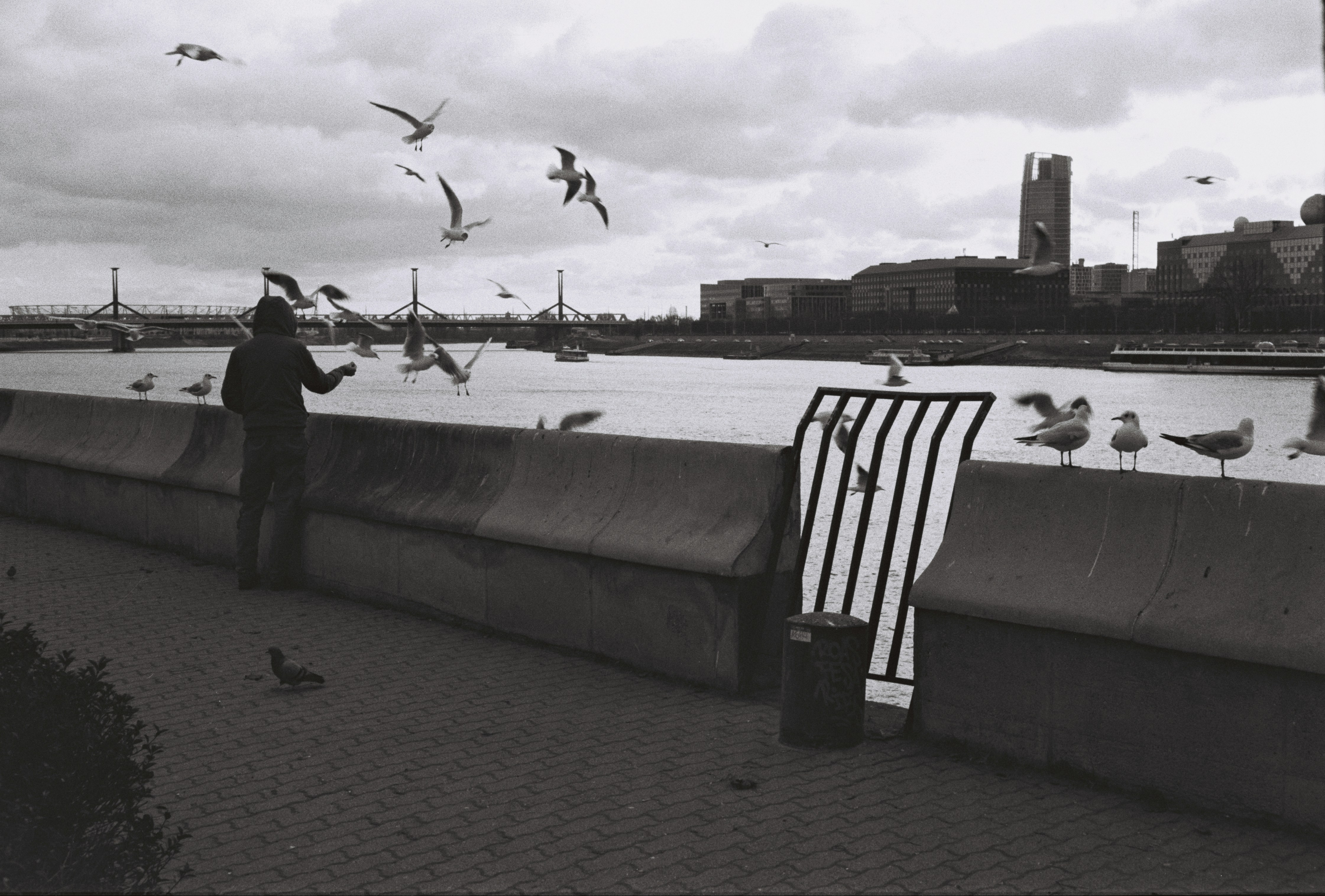 Person feeding seagulls by the water with city skyline