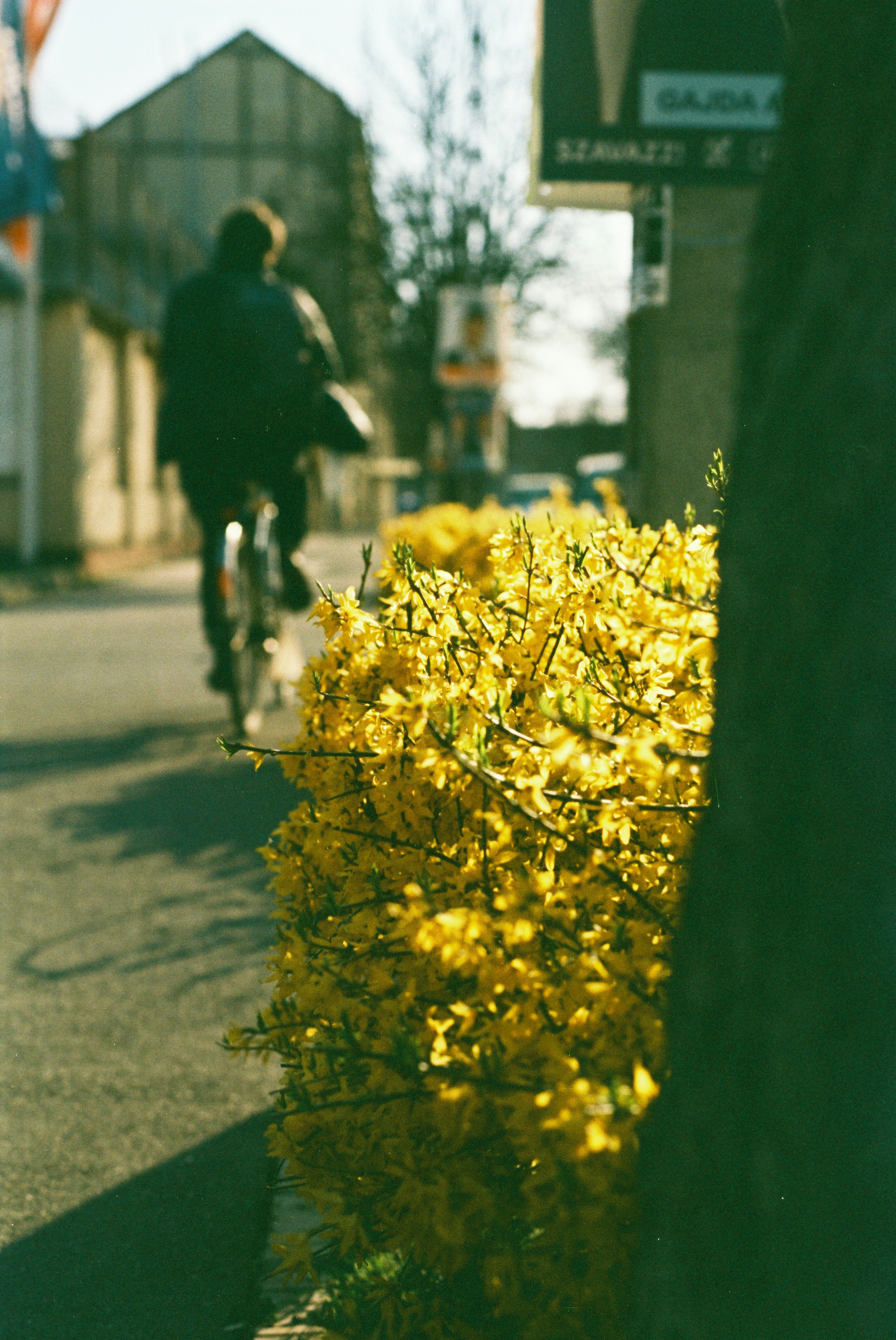 Person riding a bicycle past blooming yellow flowers.
