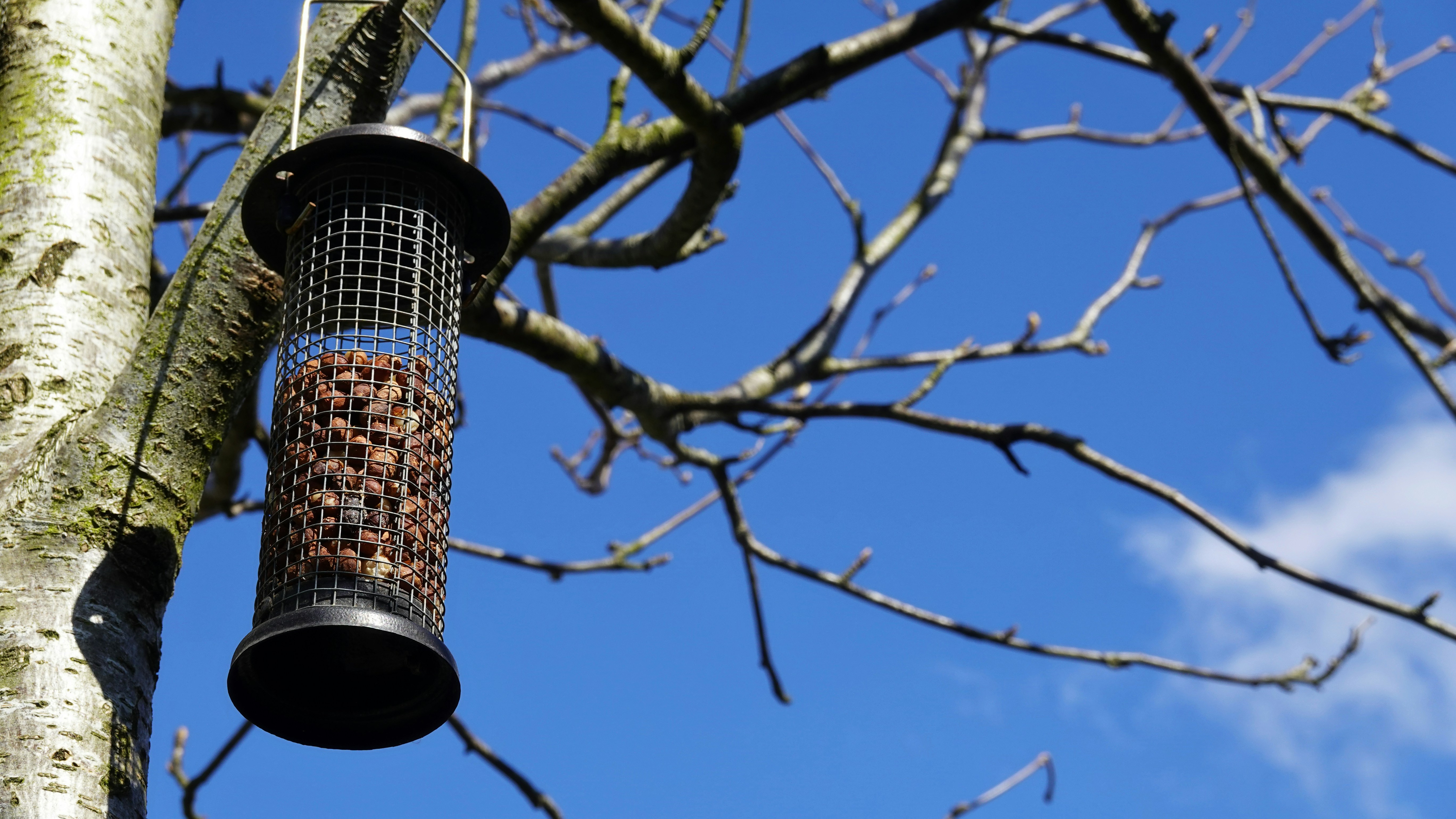 Healthy Diet Plan for Birds and Complete Nutrition Guide
