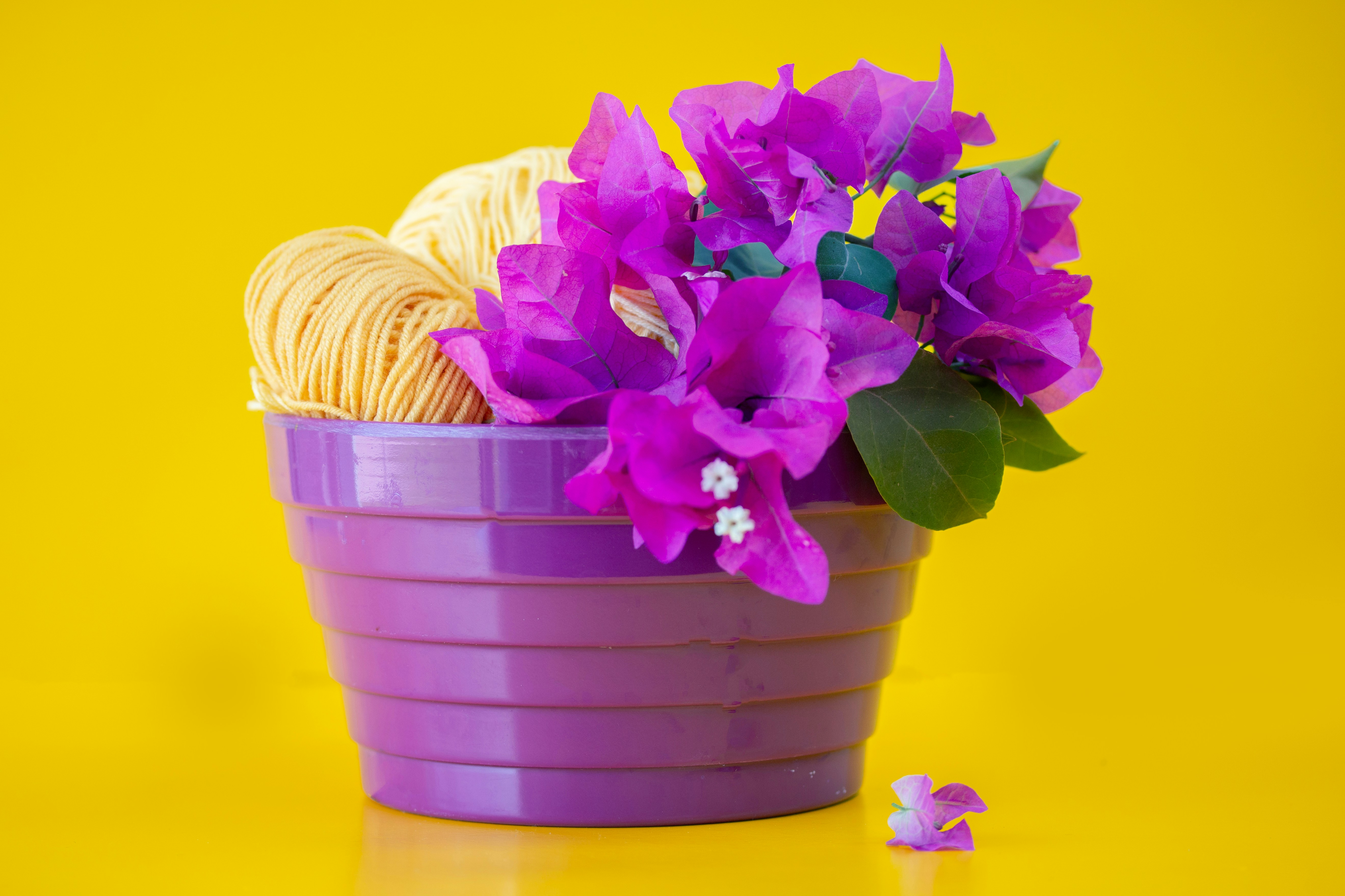 Vaso roxo com flores e fio sobre fundo amarelo