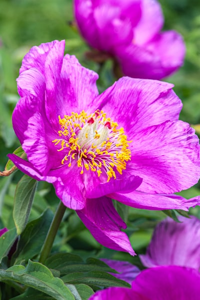 Pink peonies in bloom